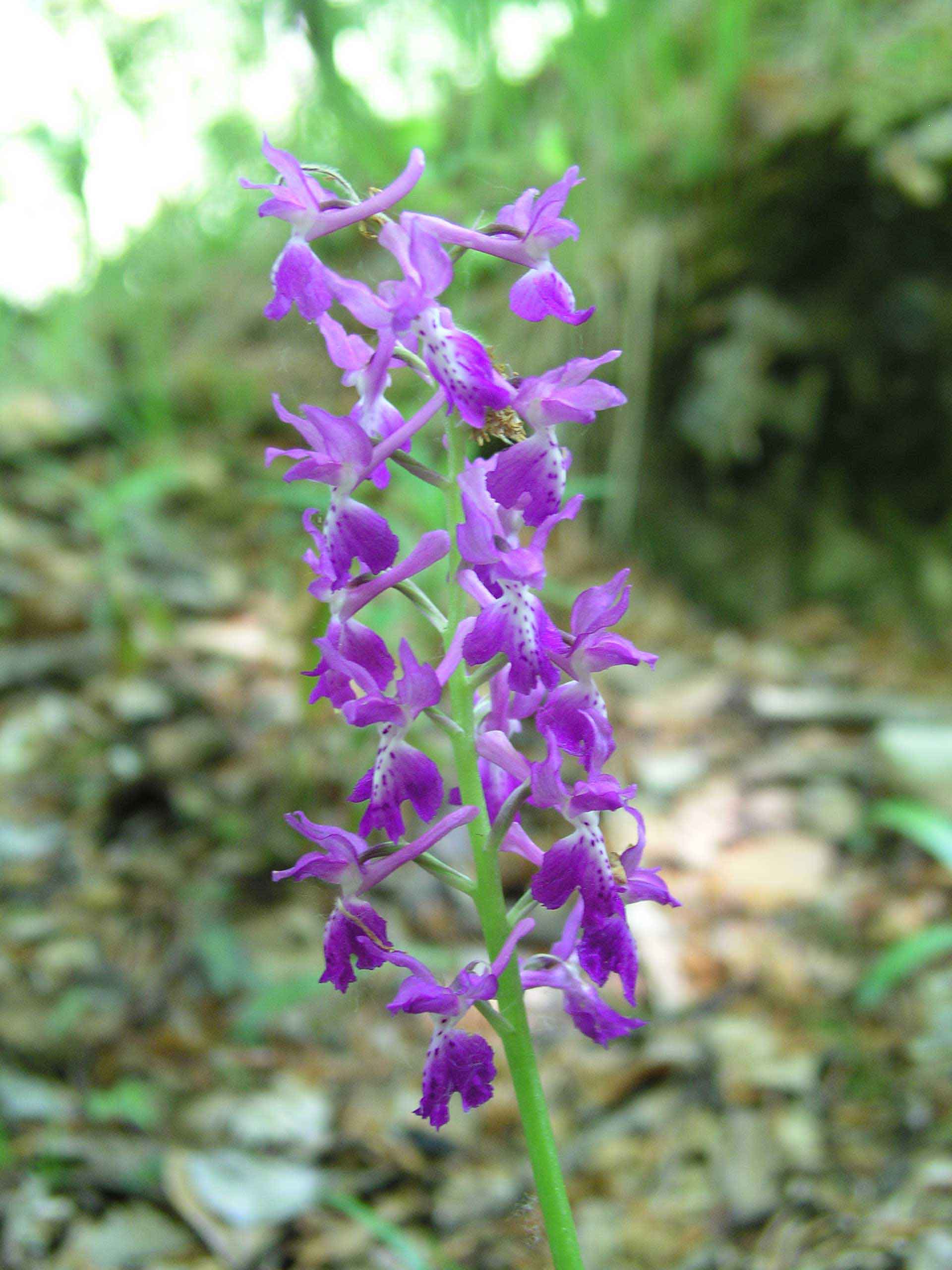 Orchis mascula