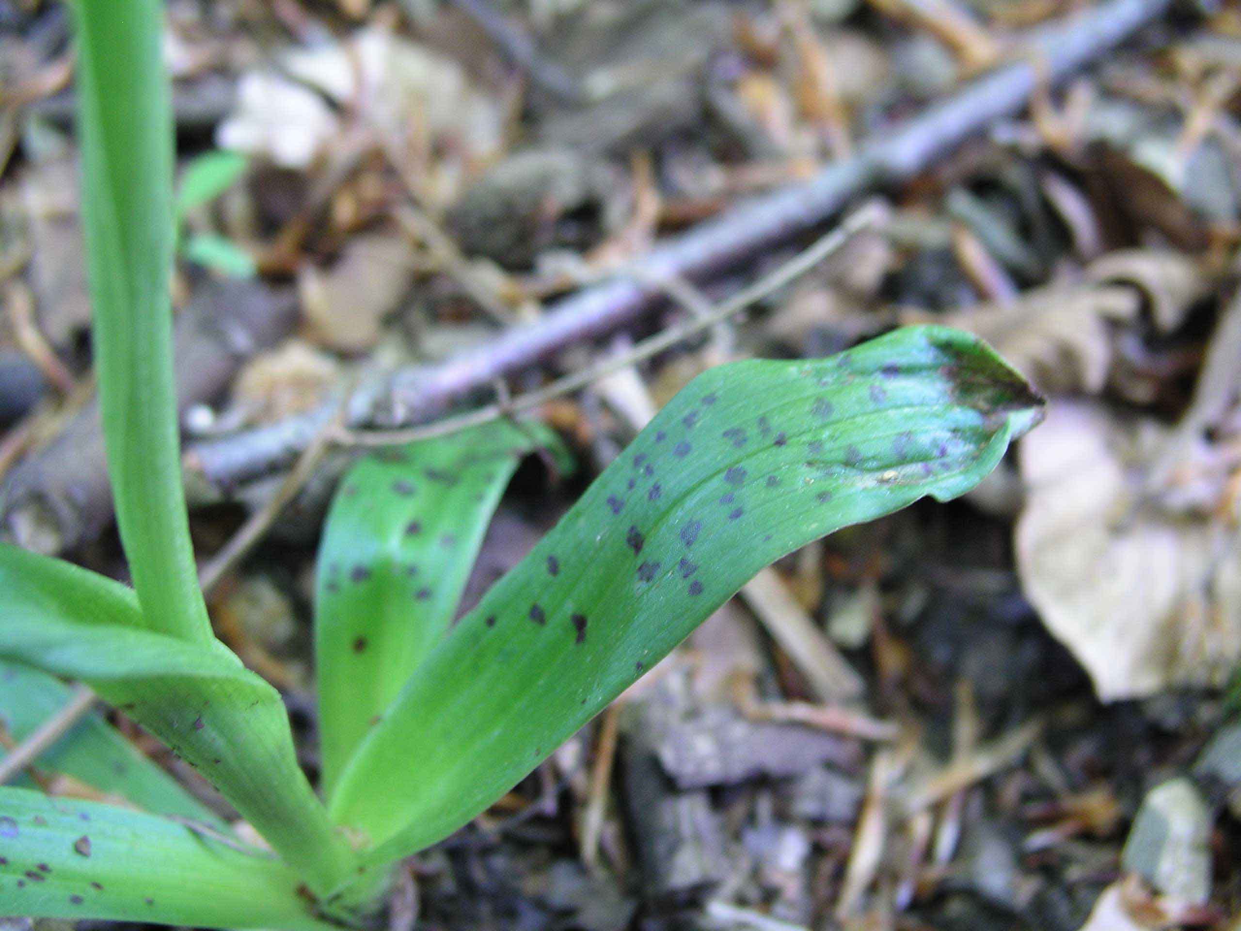 Orchis mascula