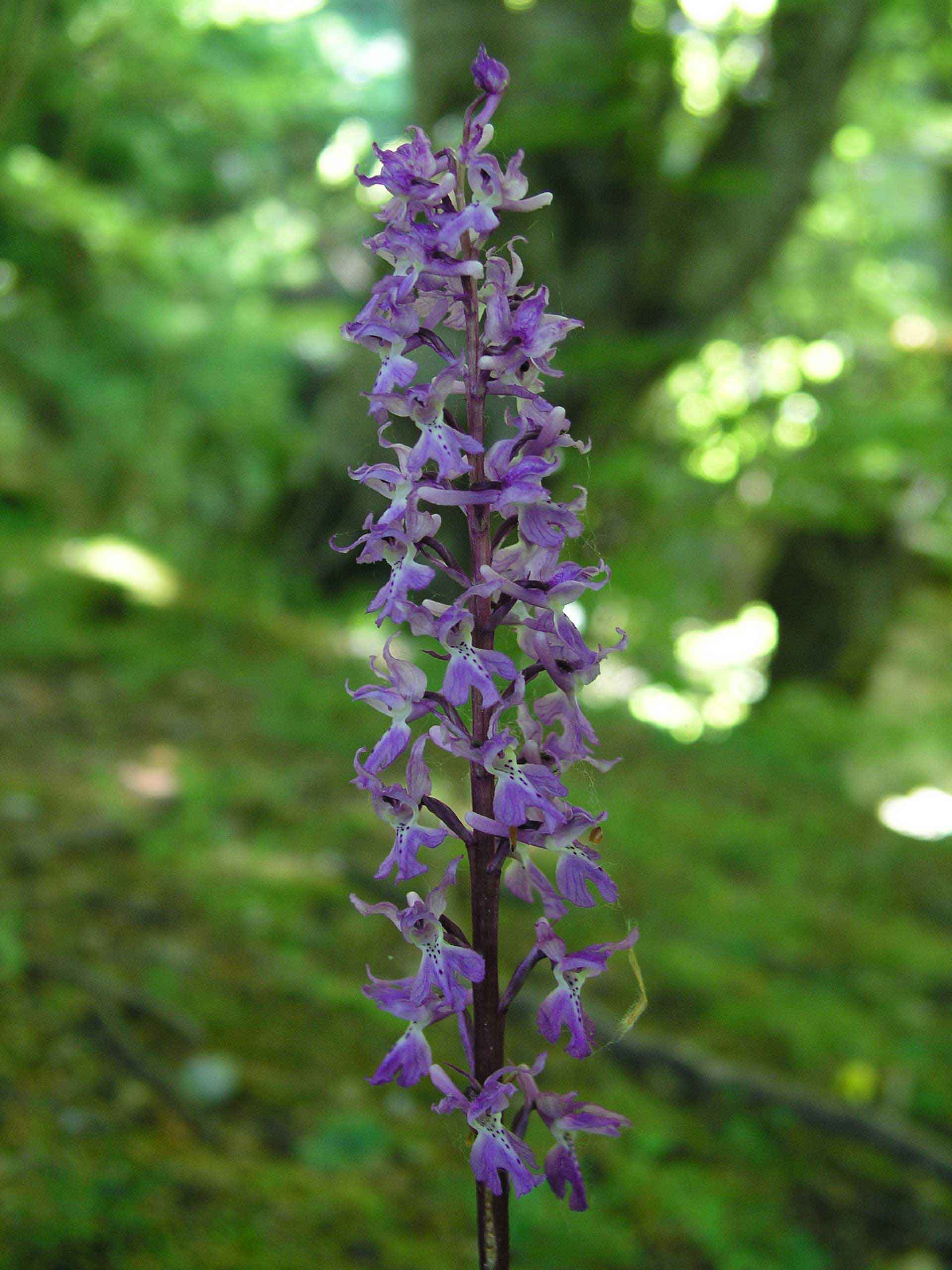 Orchis mascula