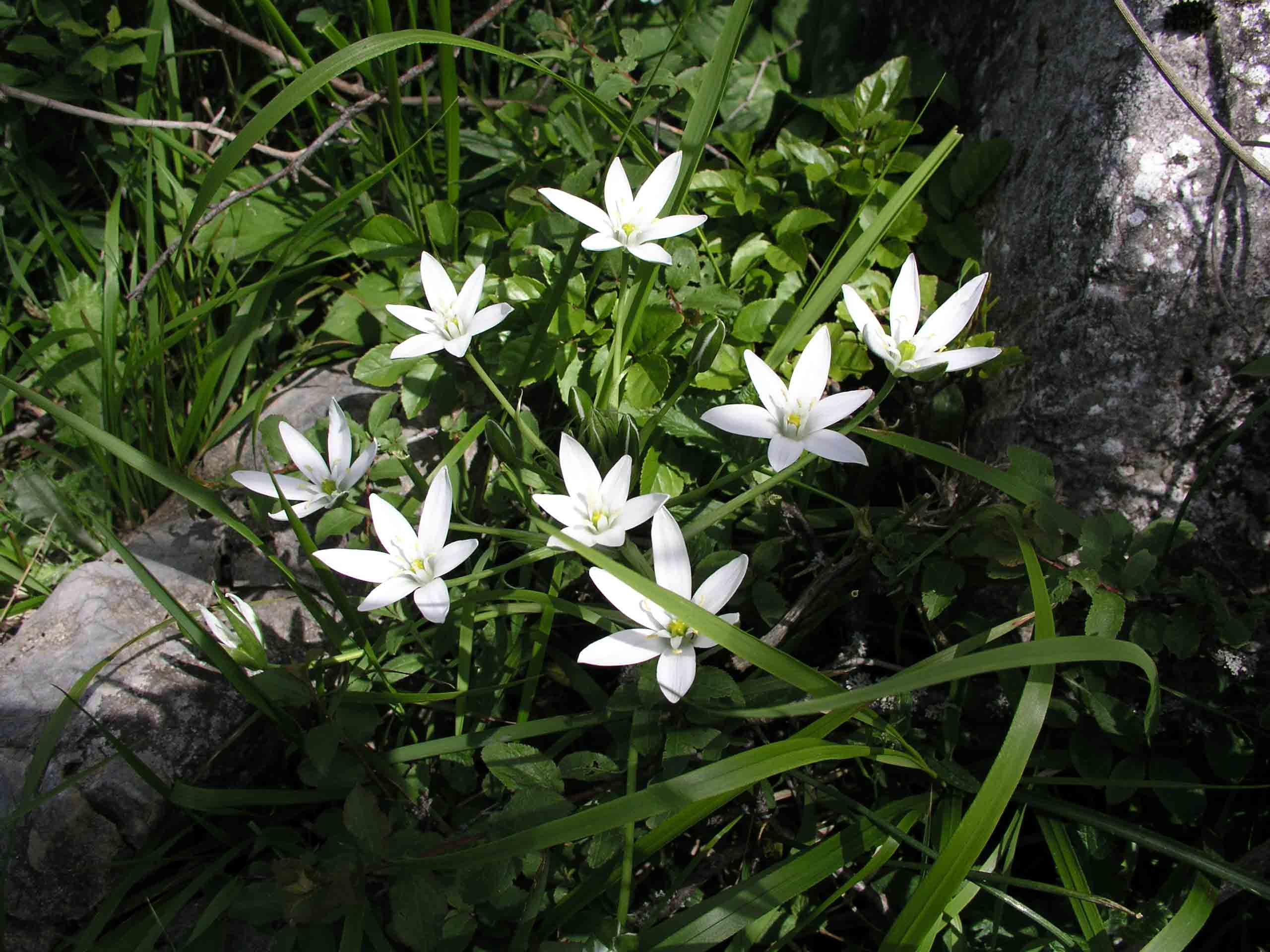 Possibile nuova specie prenestina - Ornithogalum sp.