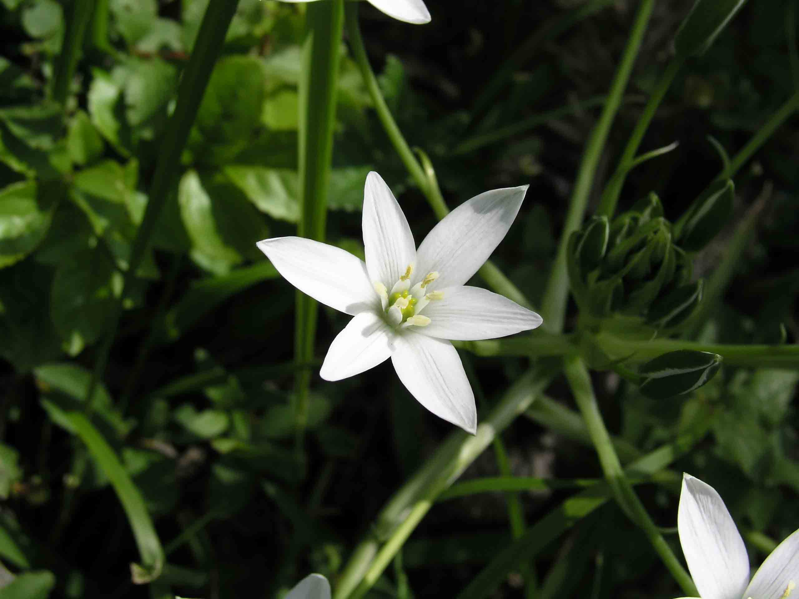 Possibile nuova specie prenestina - Ornithogalum sp.