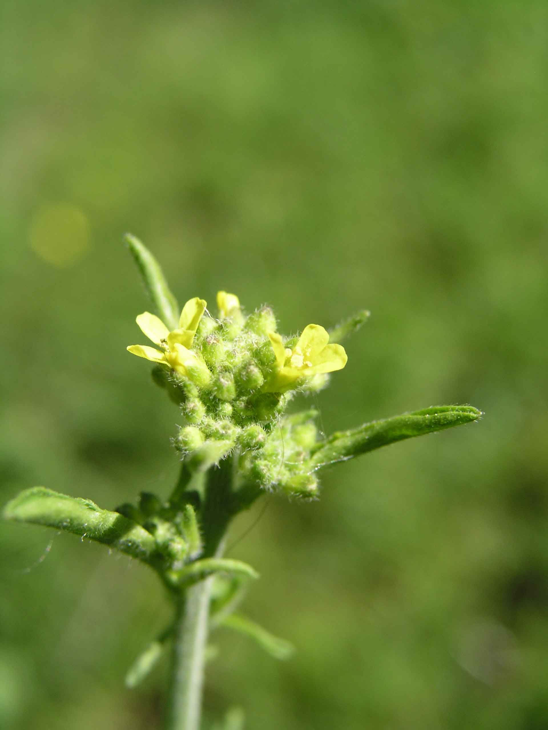 Strano ma vero.... - Sisymbrium sp.