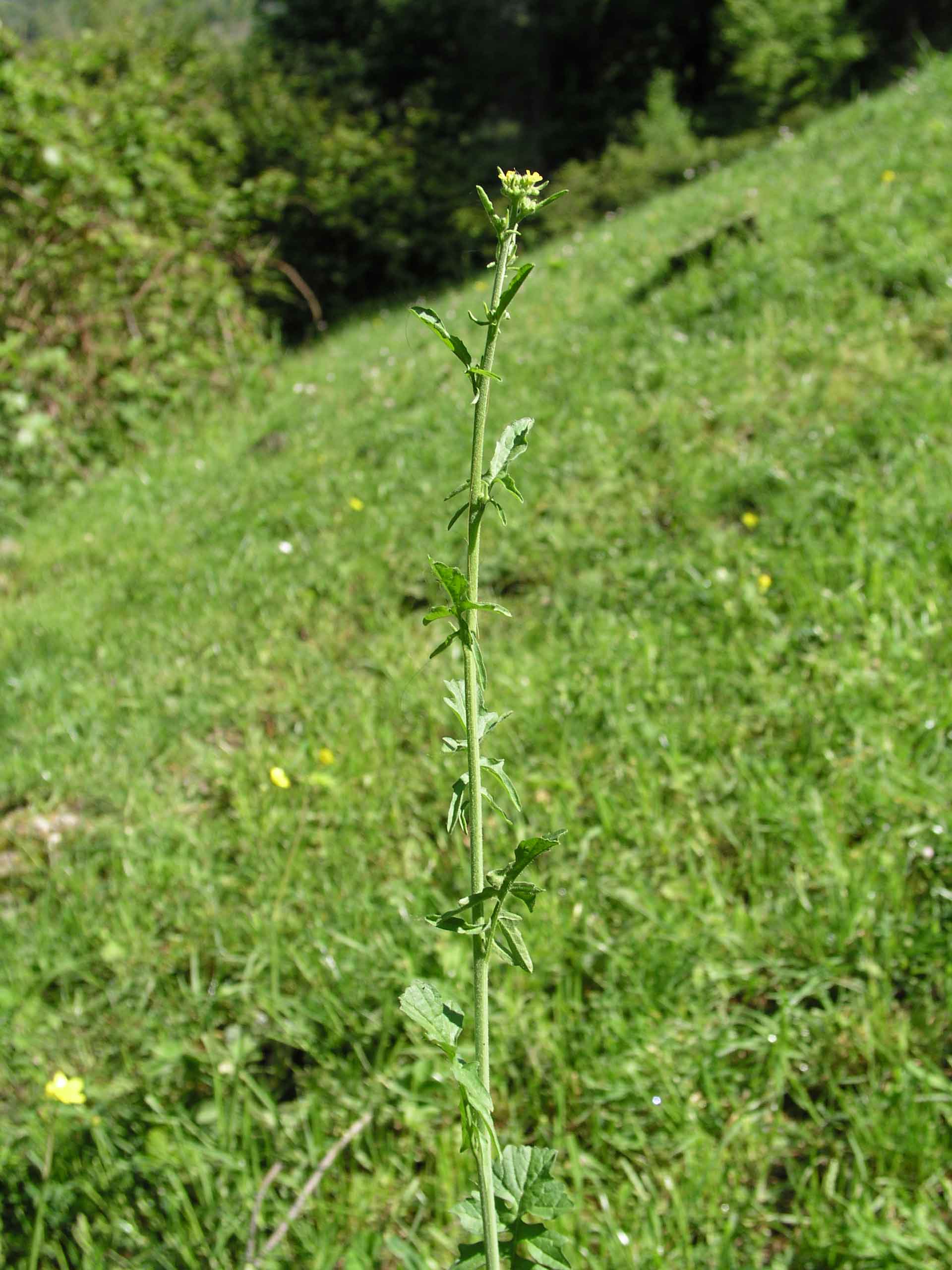 Strano ma vero.... - Sisymbrium sp.