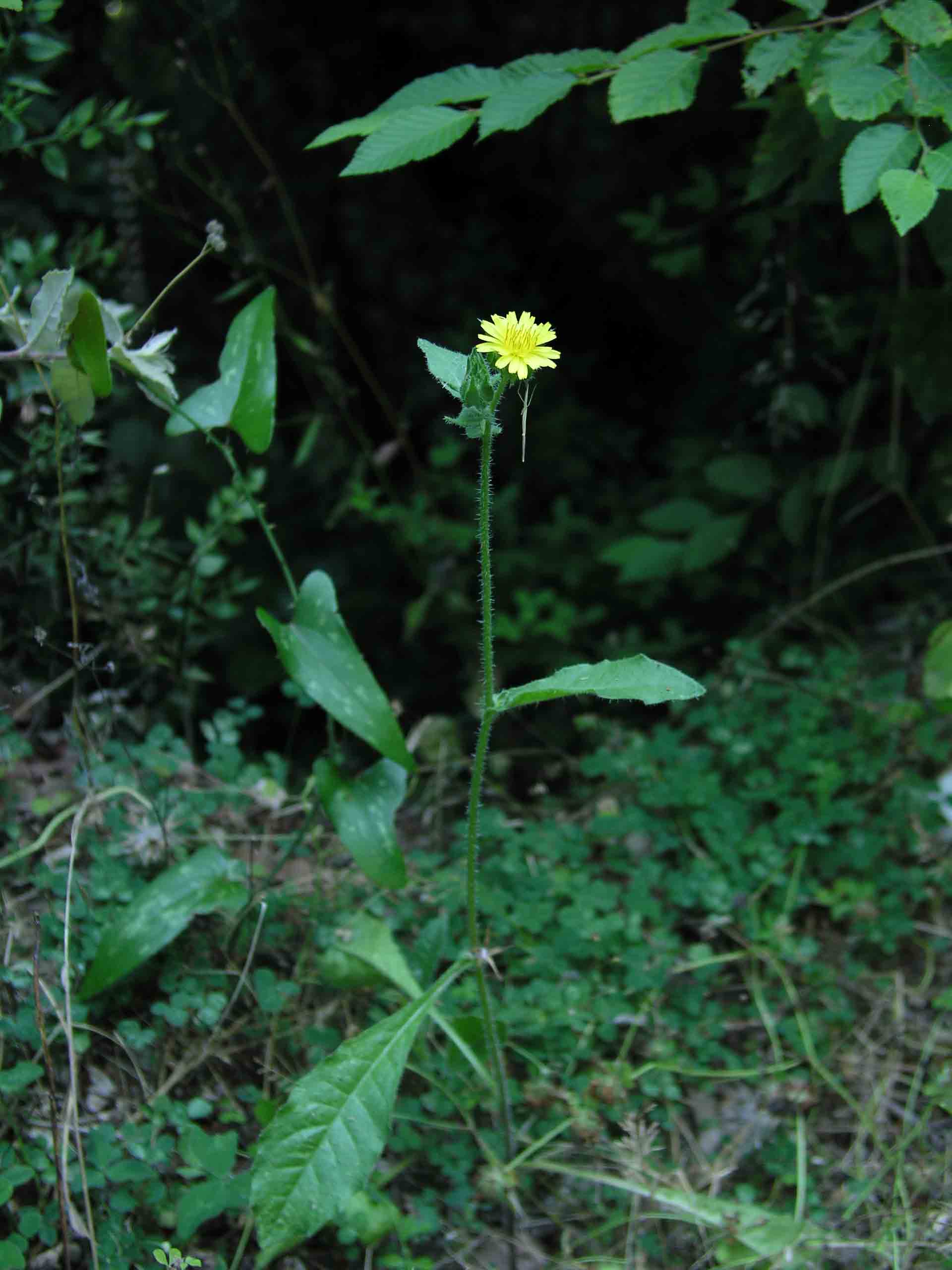 Hieracium? no, Helminthotheca echioides