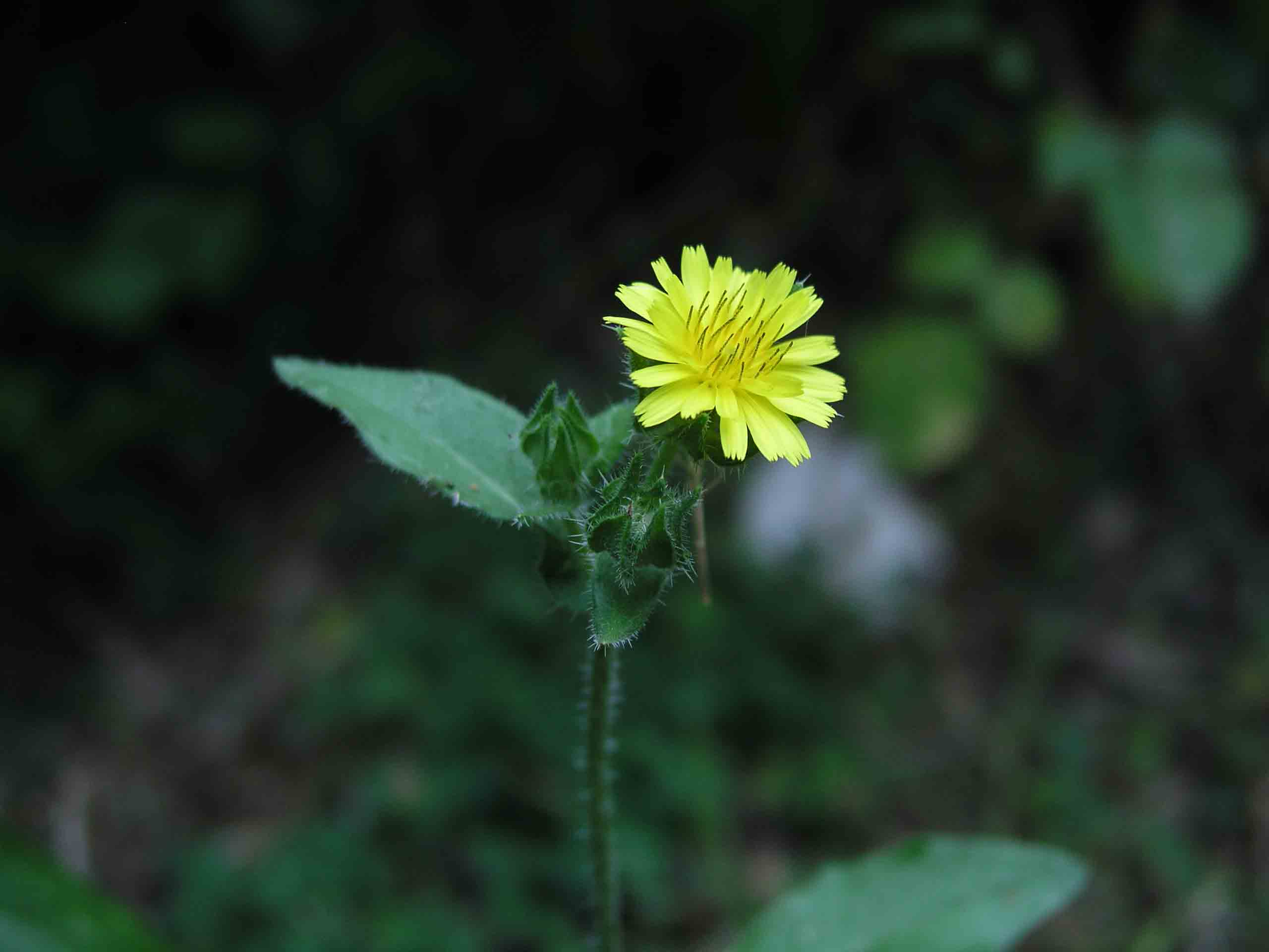 Hieracium? no, Helminthotheca echioides