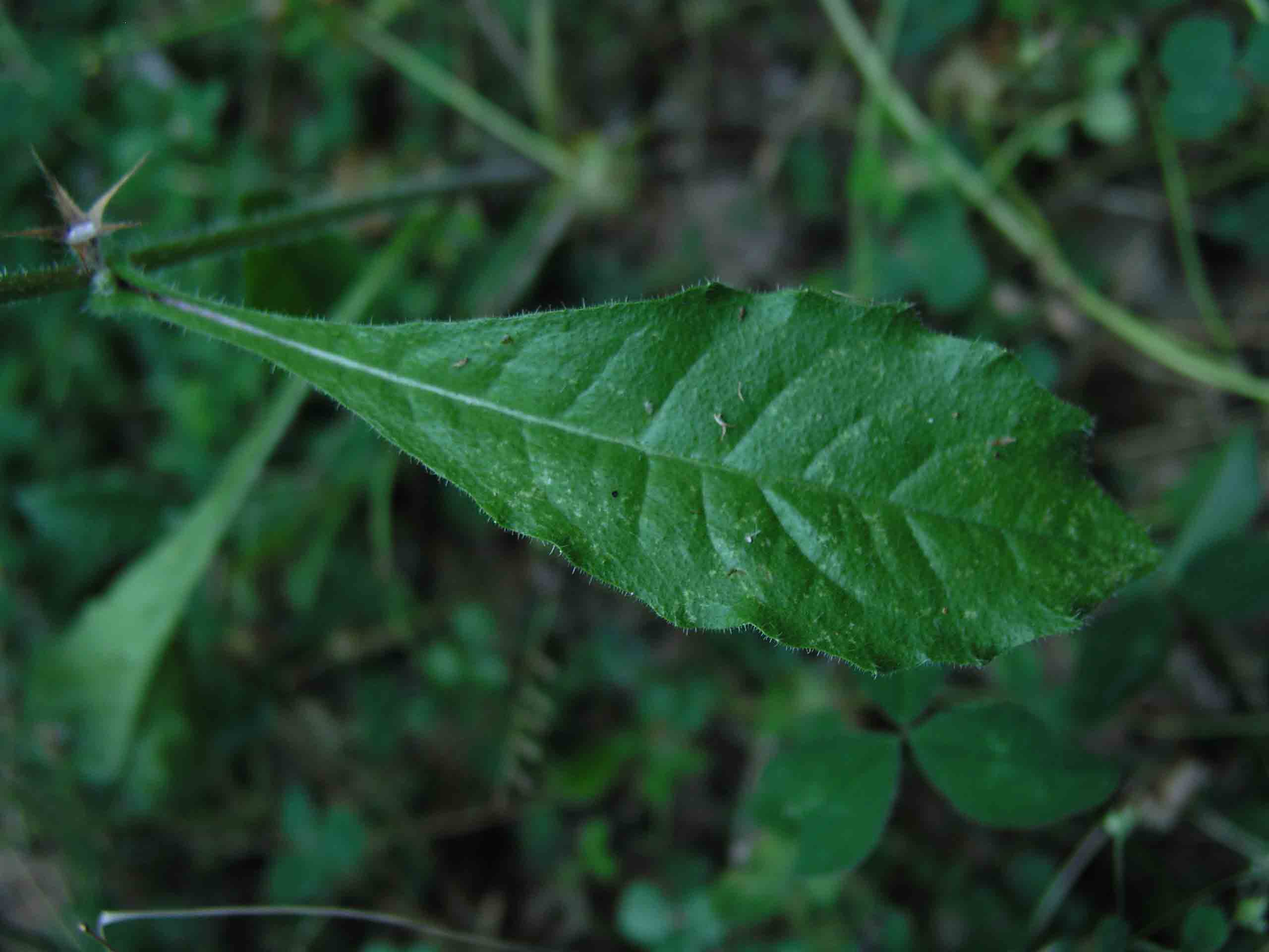 Hieracium? no, Helminthotheca echioides