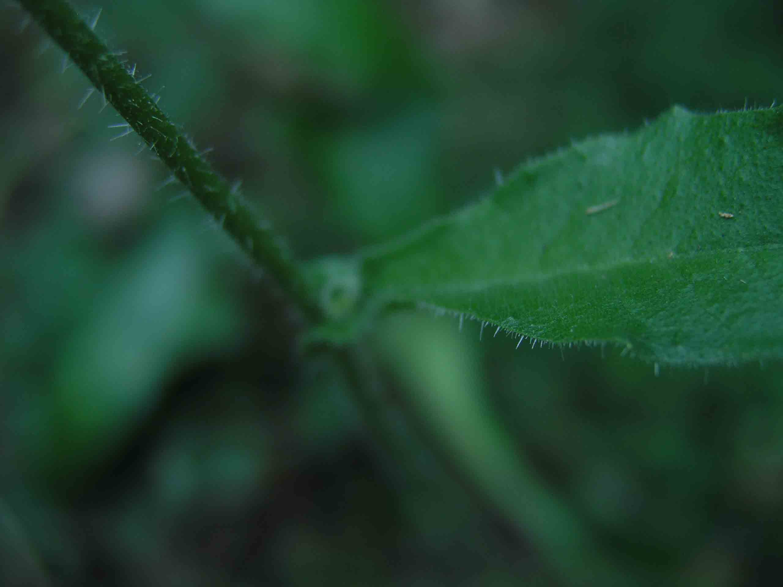 Hieracium? no, Helminthotheca echioides