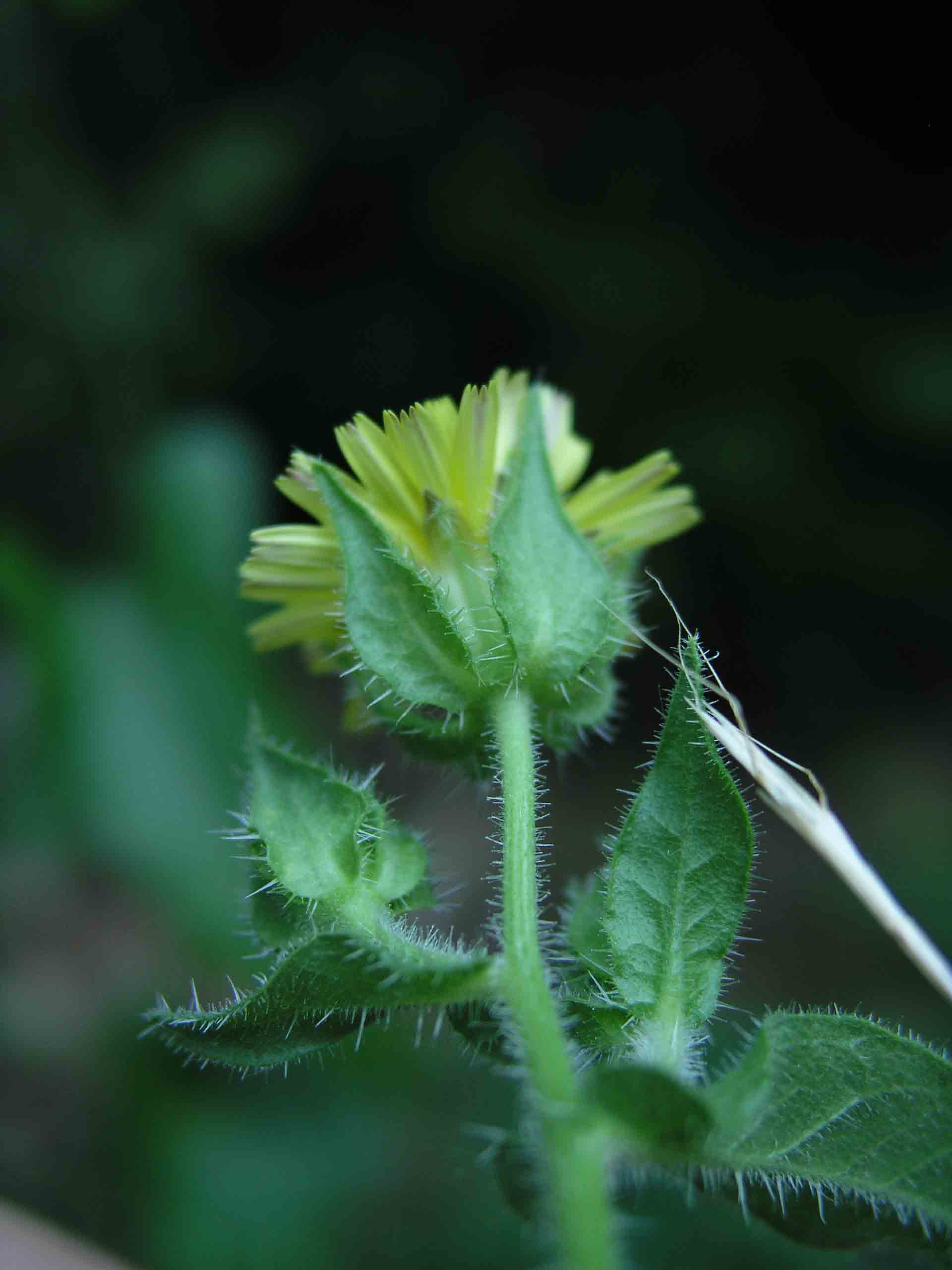 Hieracium? no, Helminthotheca echioides