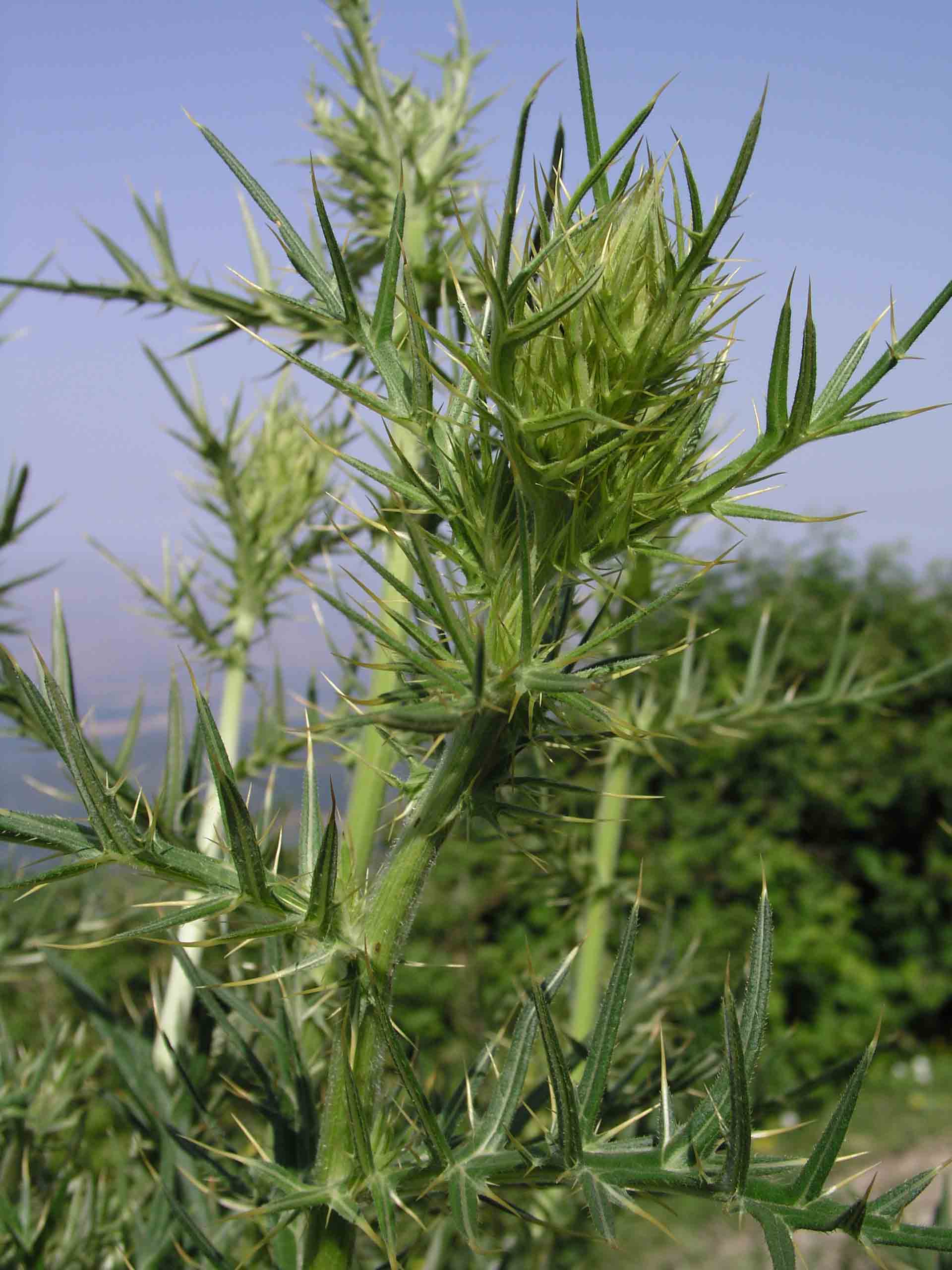 Cirsium vulgare