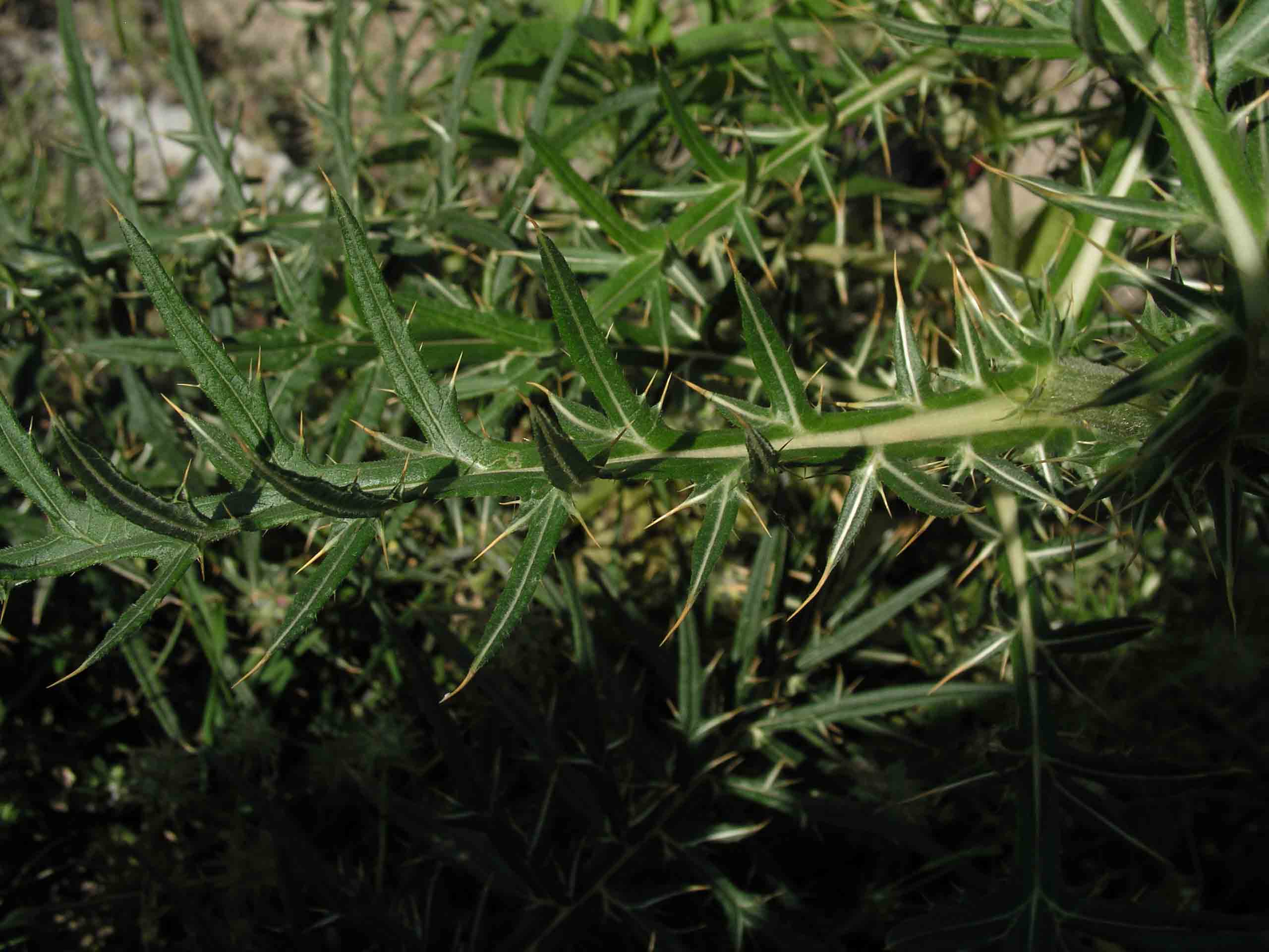 Cirsium vulgare