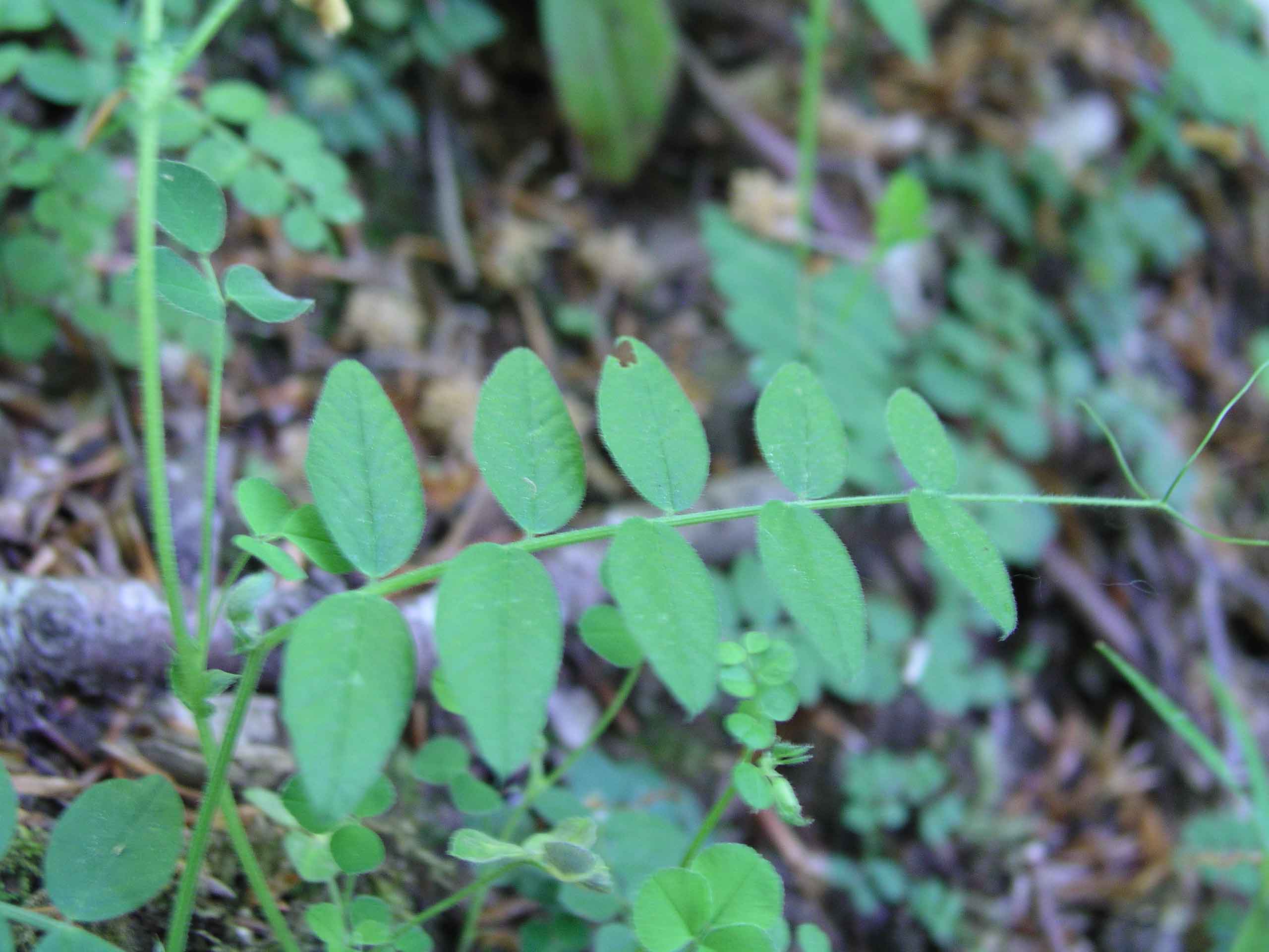 Vicia grandiflora / Veccia farfallona