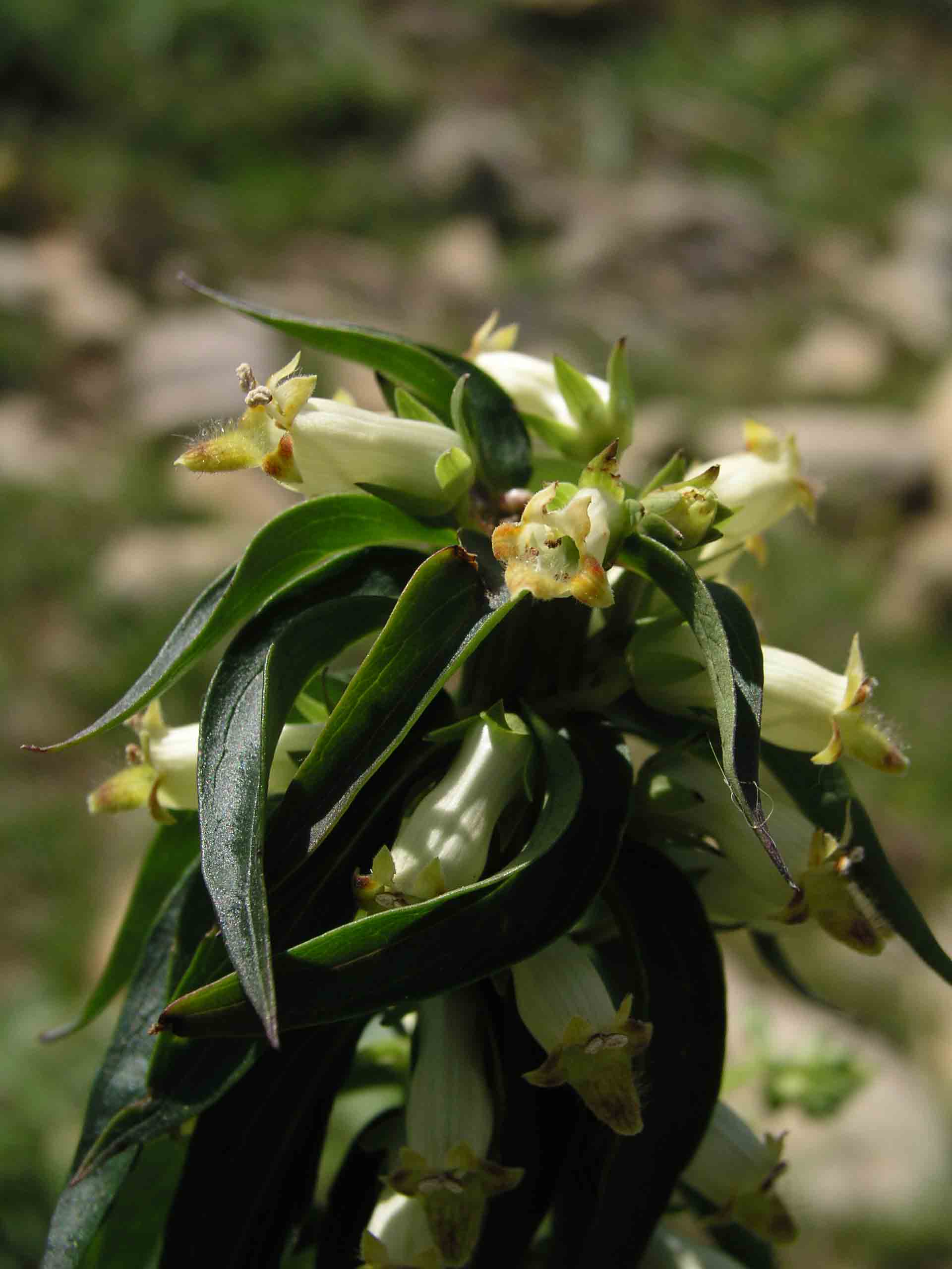 Digitalis micrantha