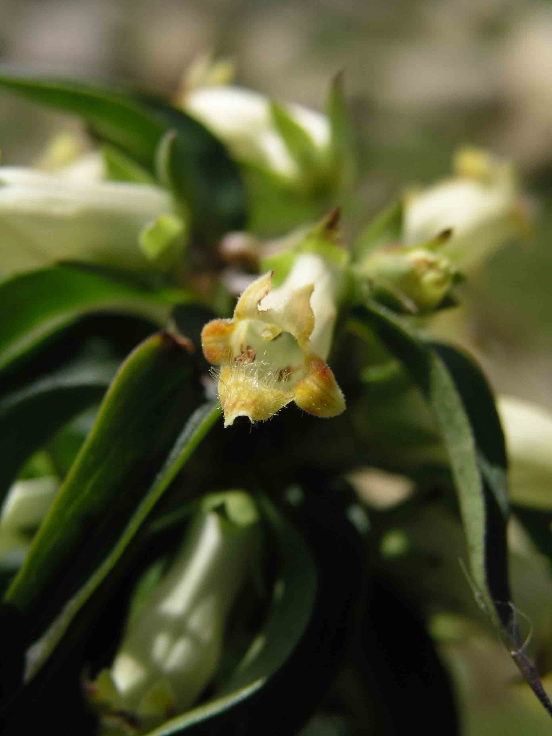 Digitalis micrantha