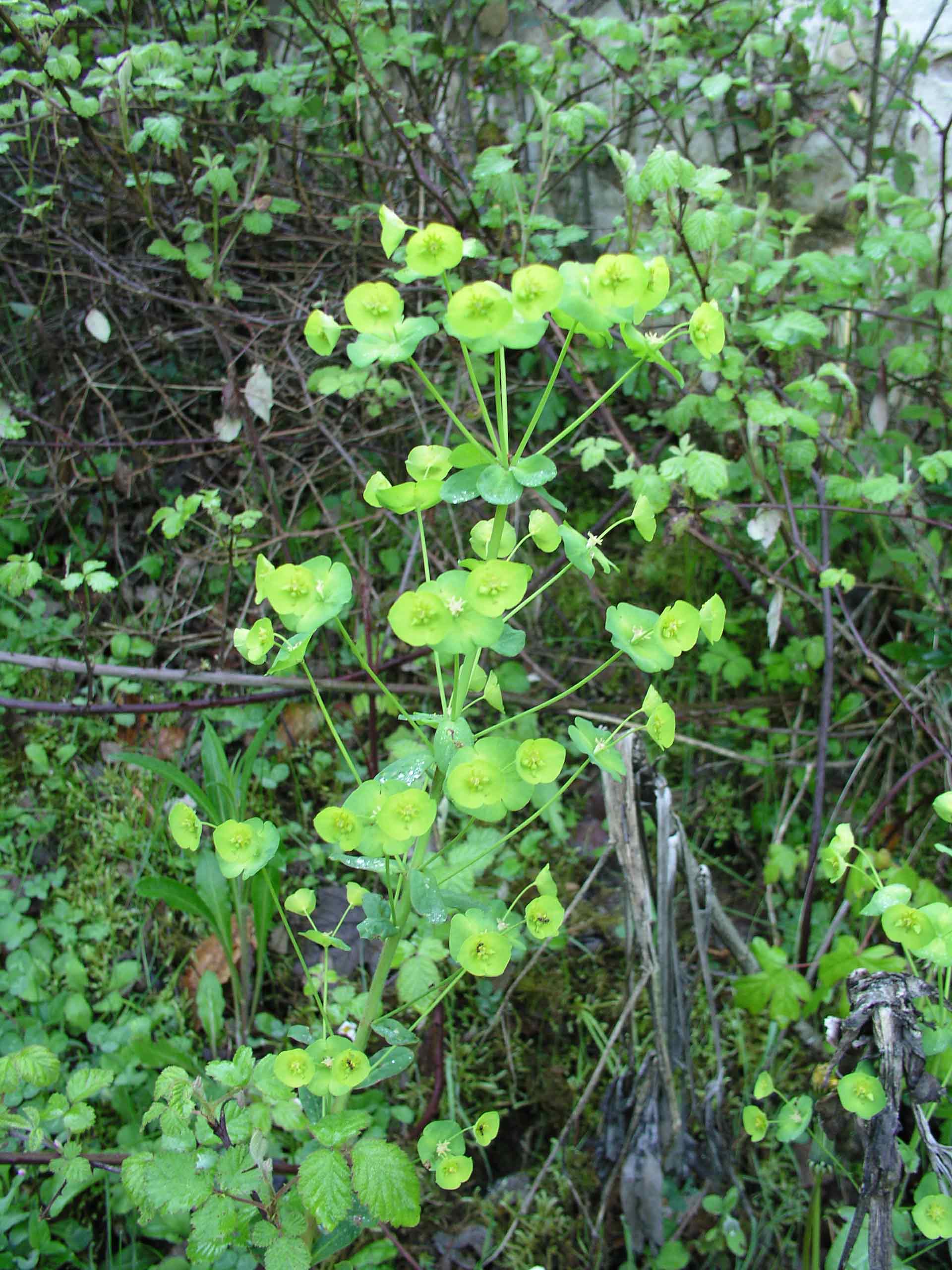 Euphorbia amygdaloides