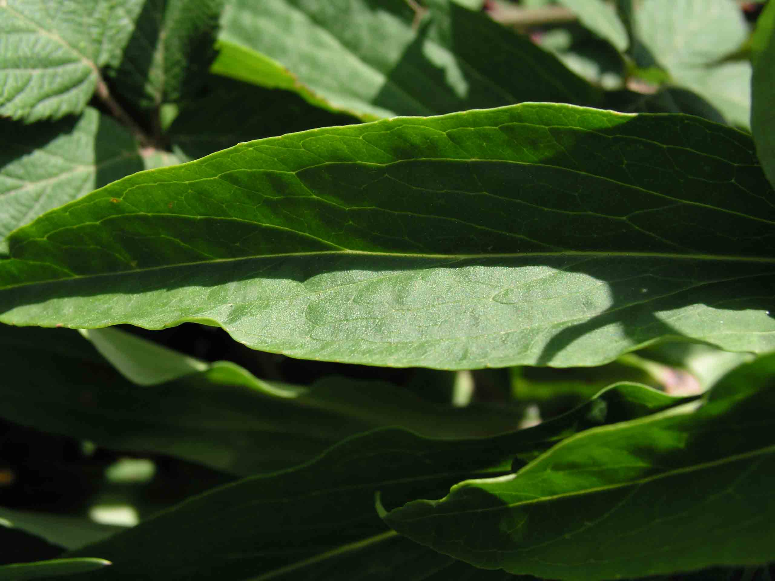 Digitalis micrantha