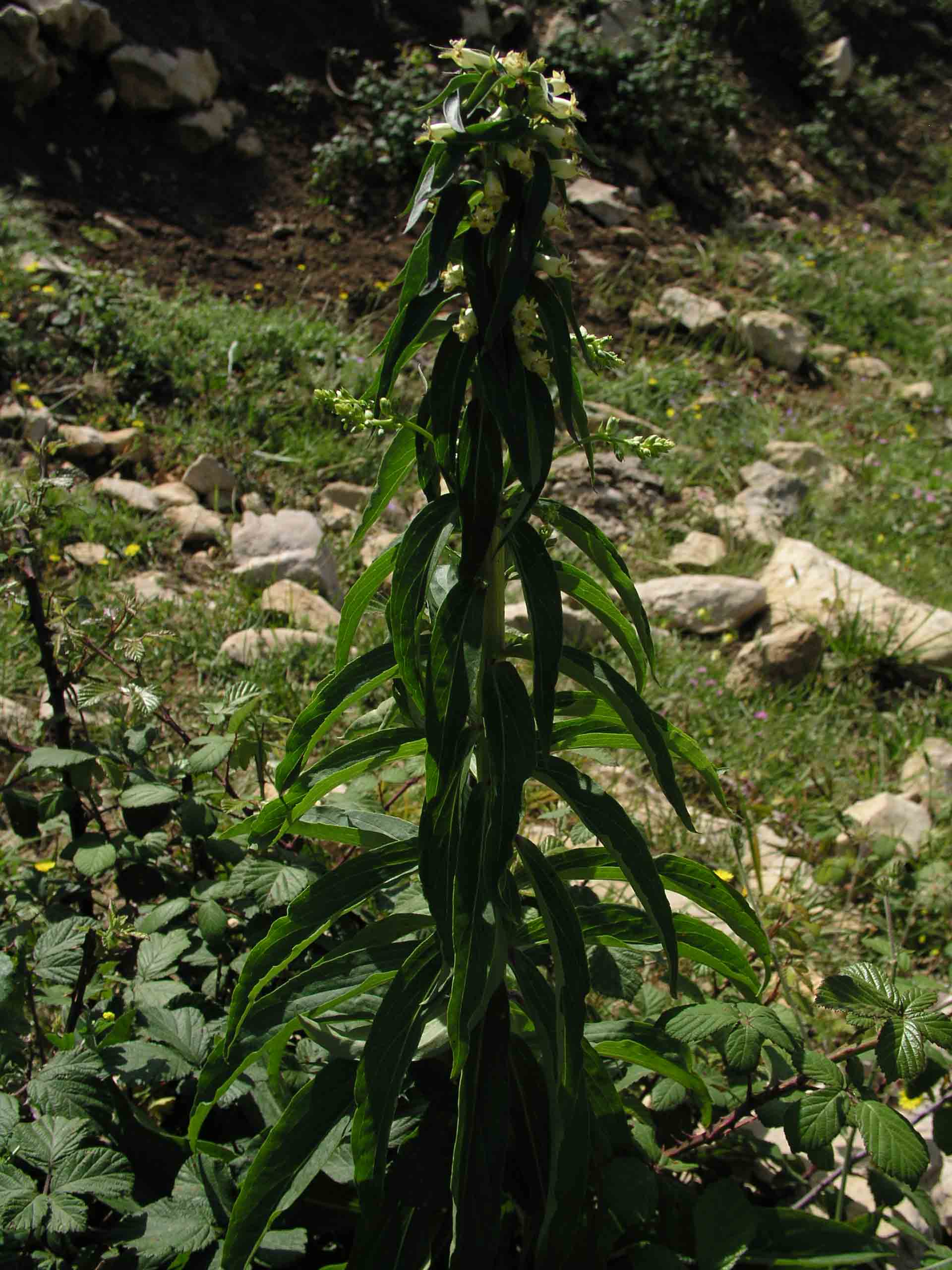 Digitalis micrantha