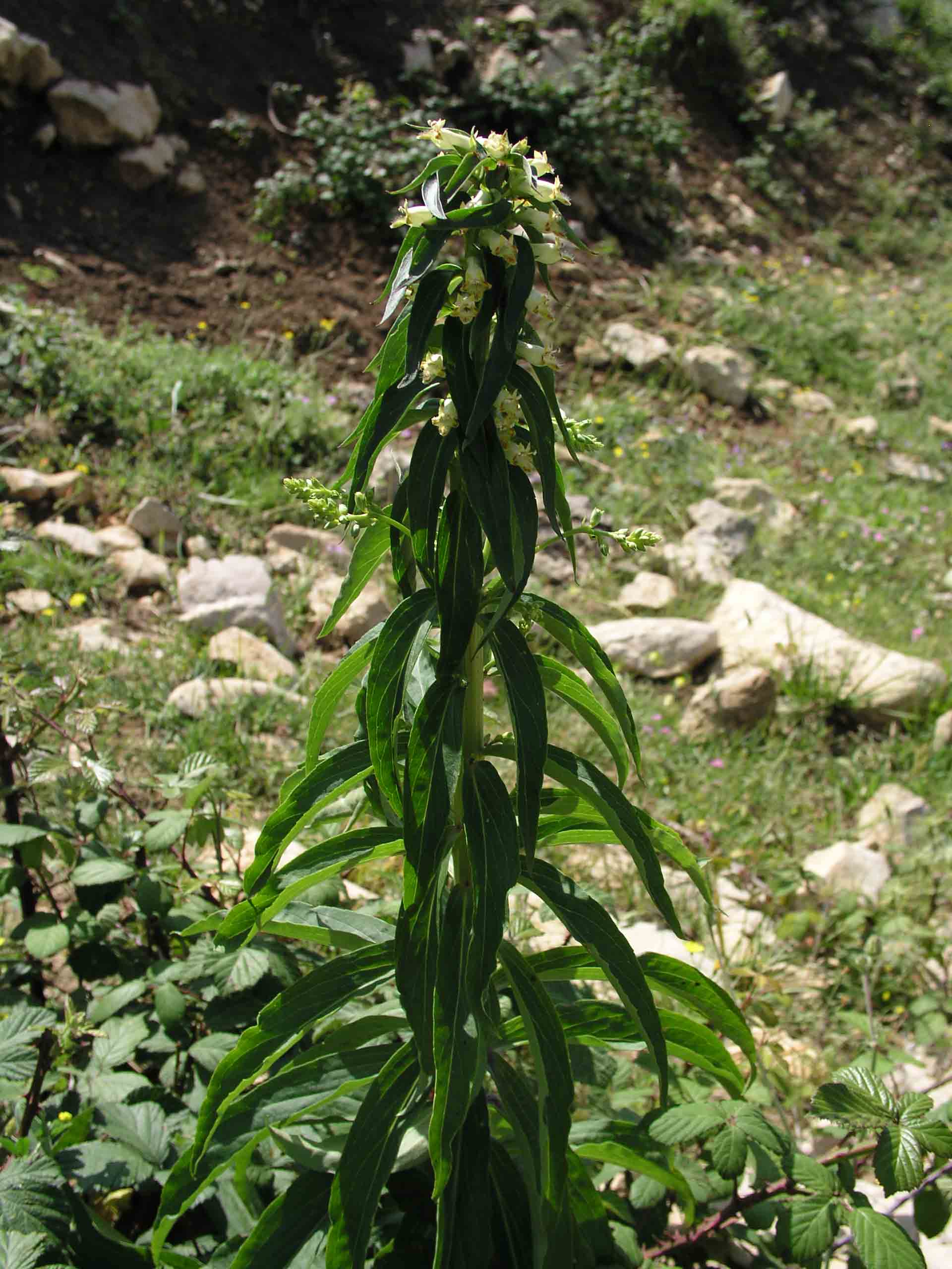 Digitalis micrantha