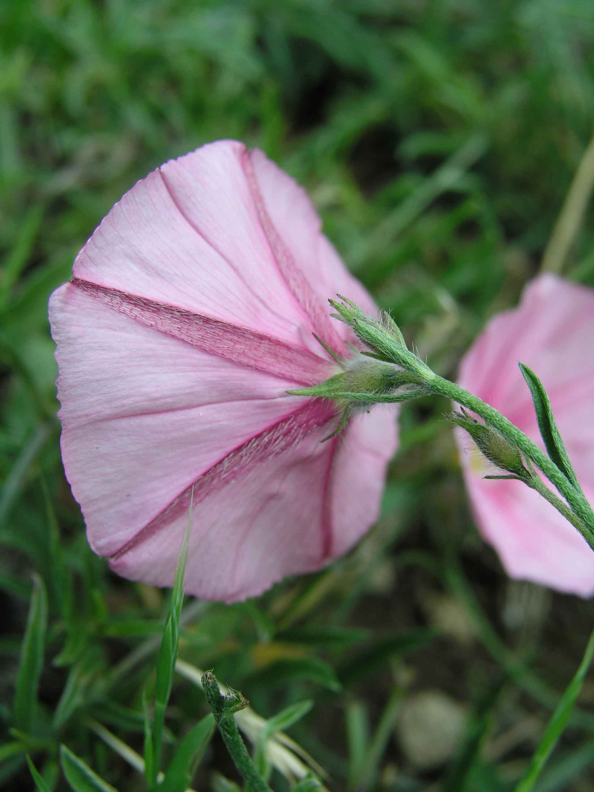 Convolvulus cantabrica / Vilucchio bicchierino