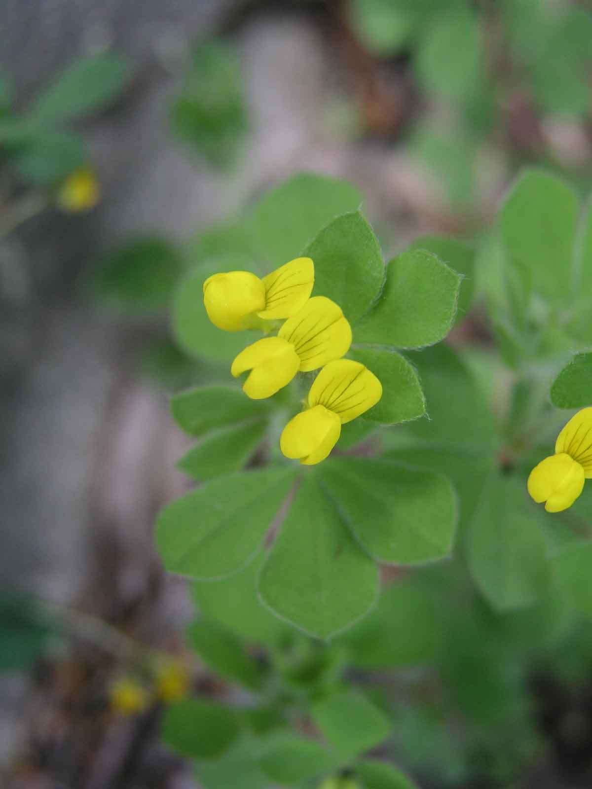 Lotus ornithopodioides