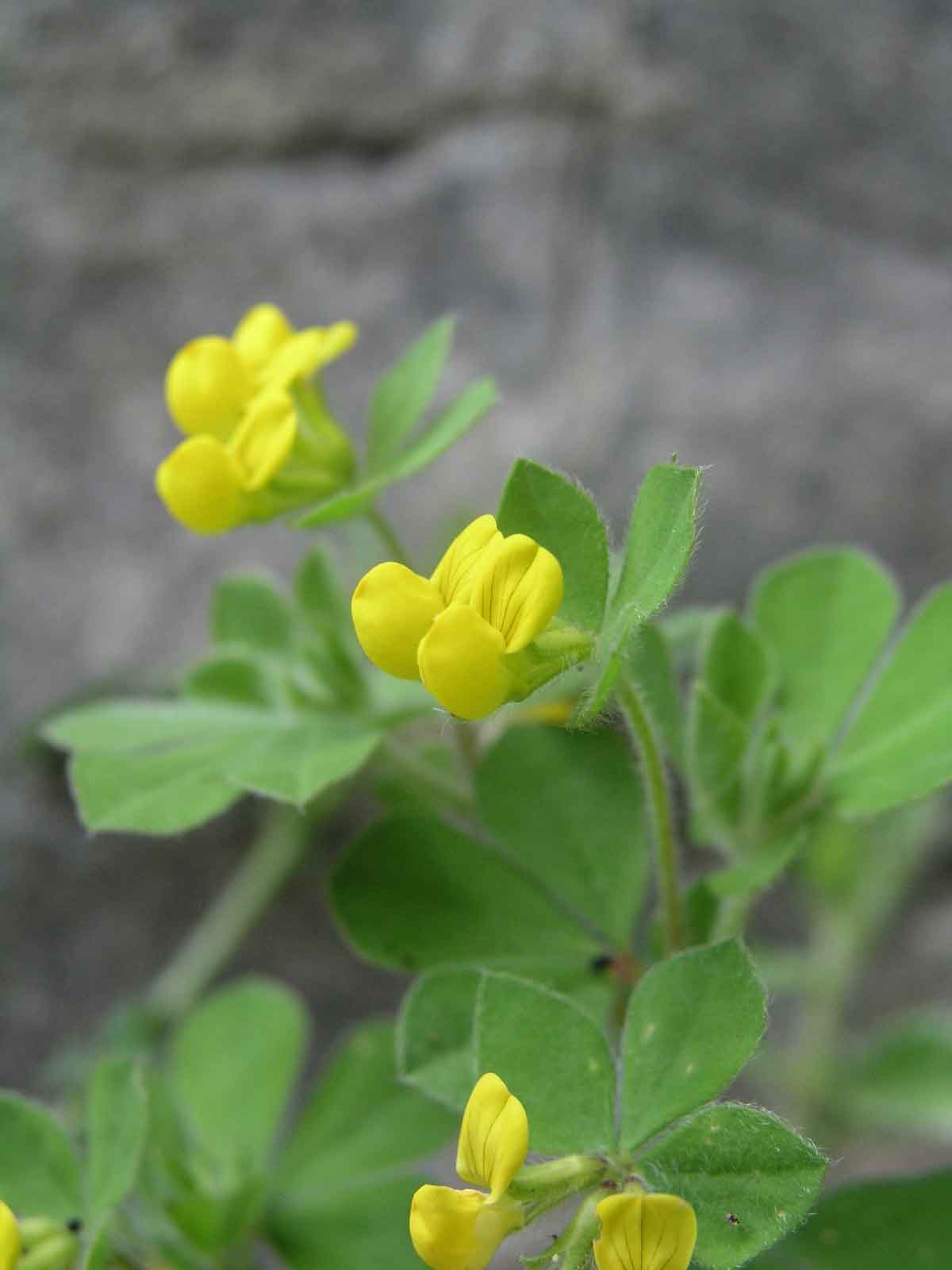 Lotus ornithopodioides