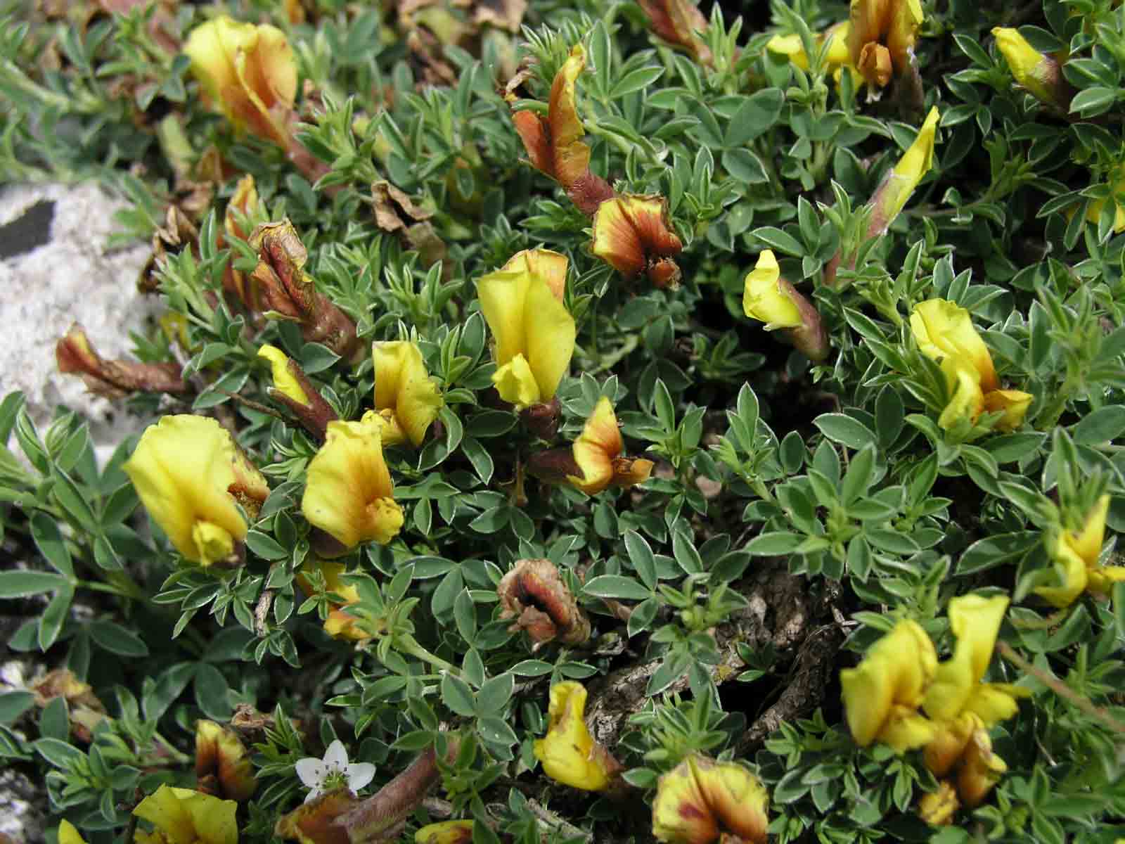 Cytisus spinescens / Citiso spinoso