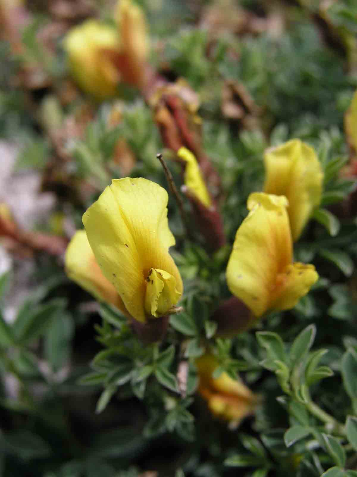 Cytisus spinescens / Citiso spinoso