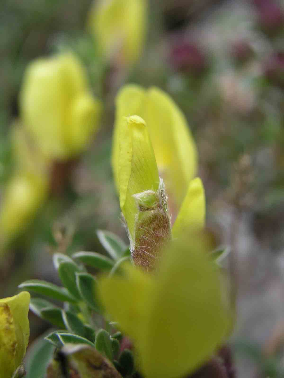 Cytisus spinescens / Citiso spinoso