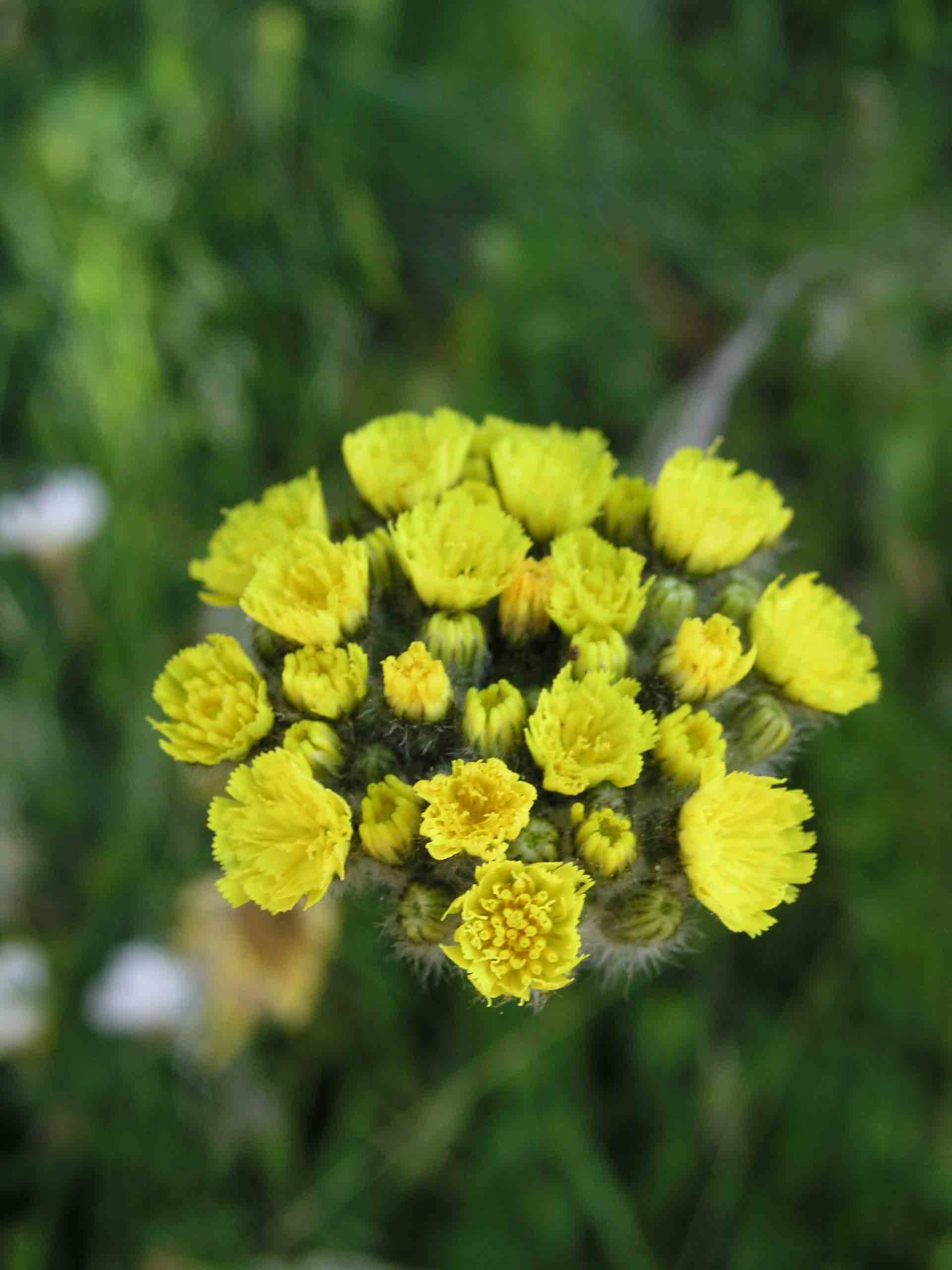 Fiore delle 19,52 - Hieracium sp.