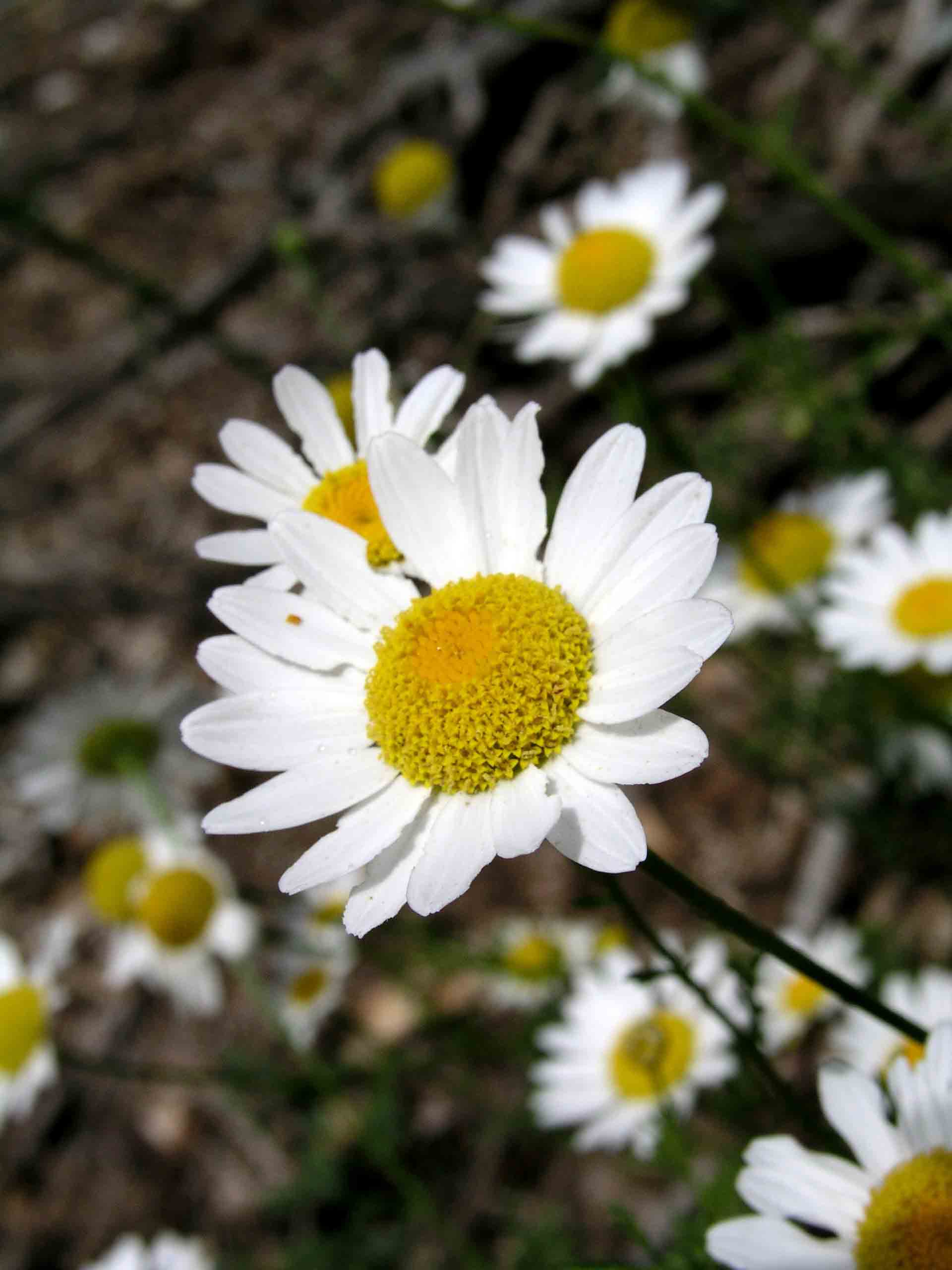 Camomilla? - Anthemis sp.