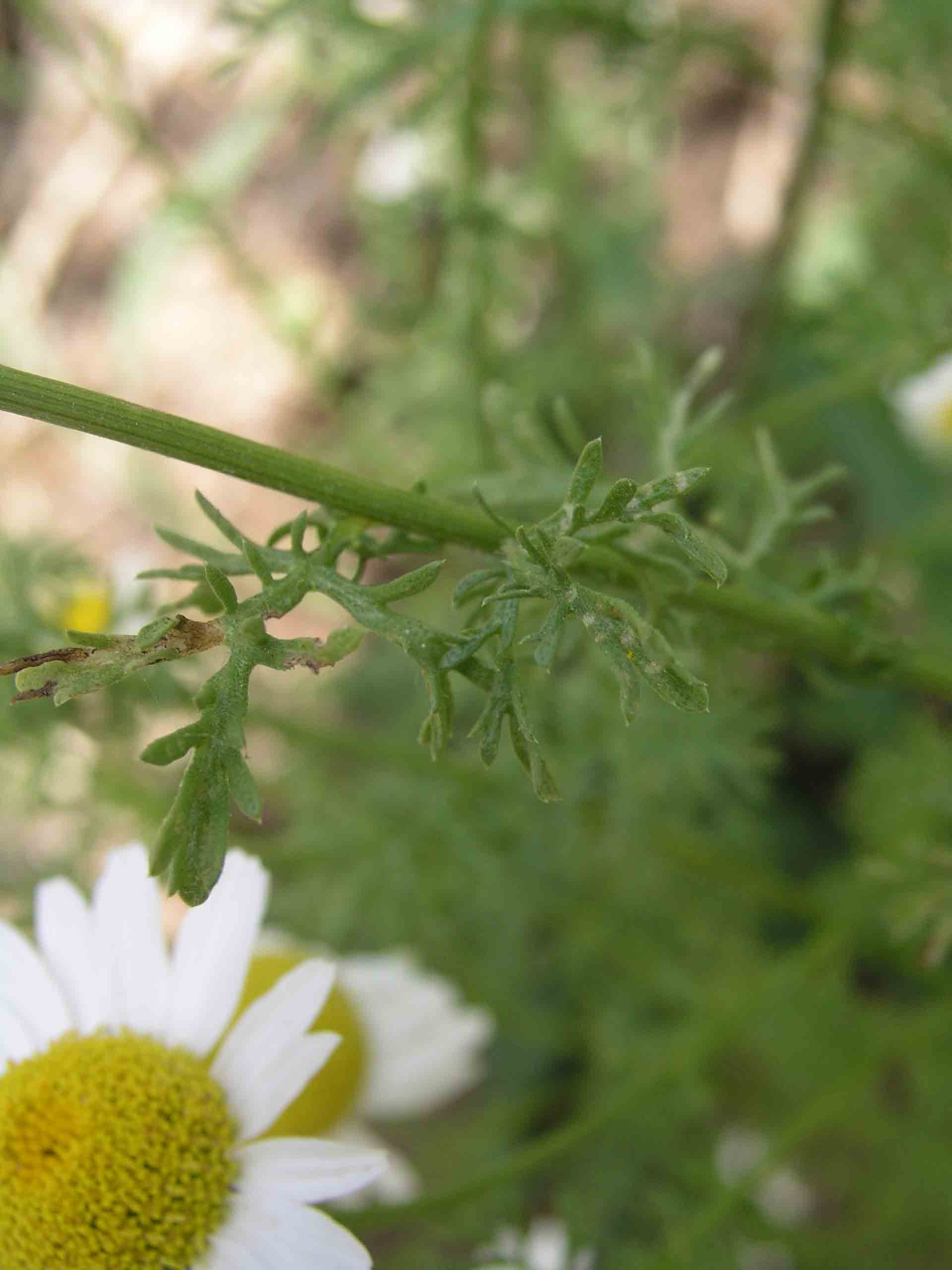 Camomilla? - Anthemis sp.