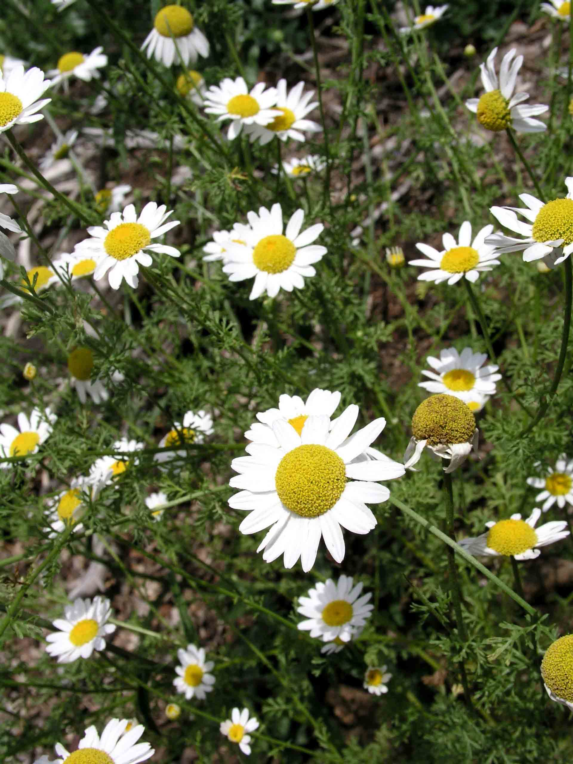 Camomilla? - Anthemis sp.