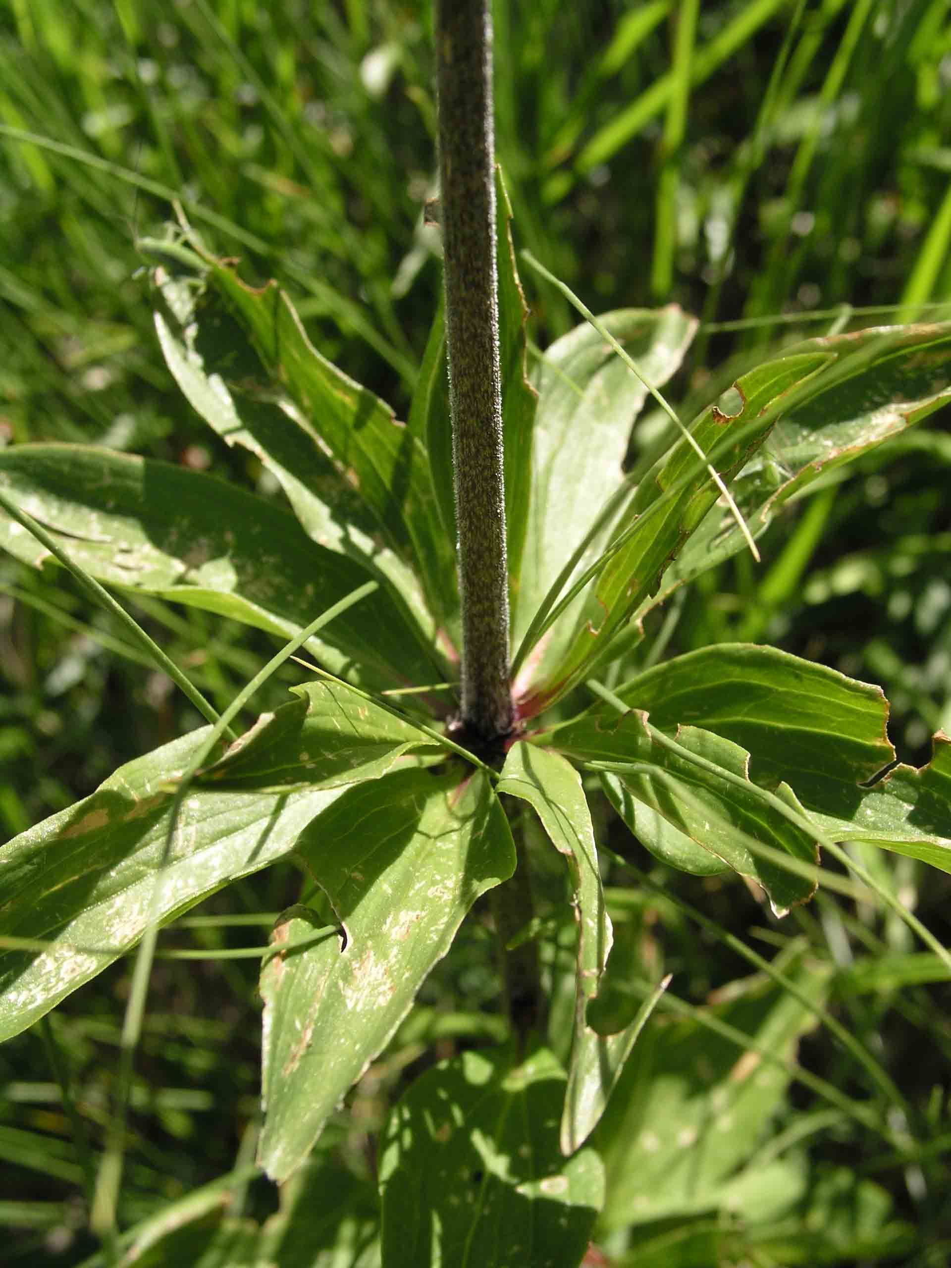 Lilium martagon / Giglio martagone