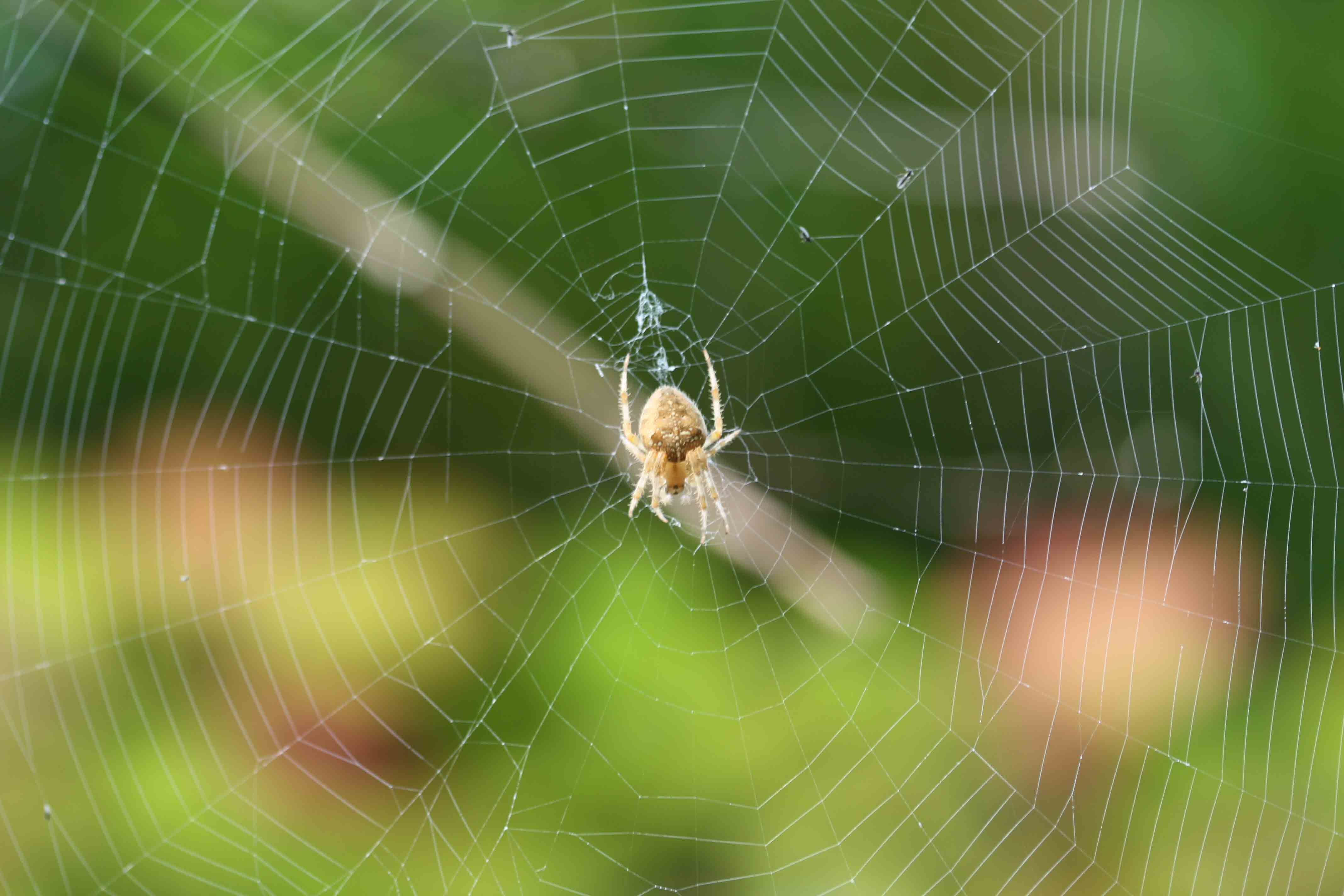 Araneus diadematus