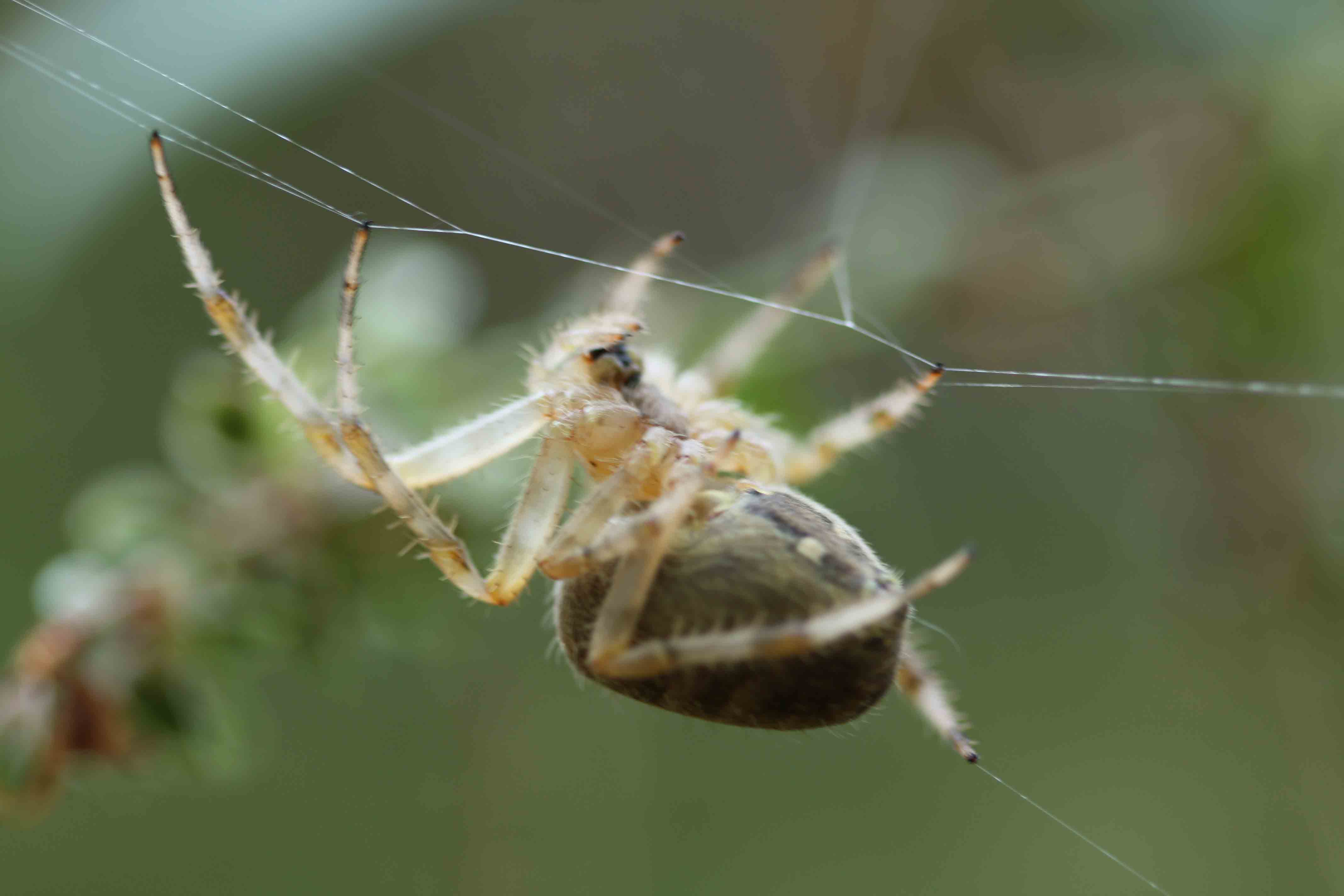 Araneus diadematus