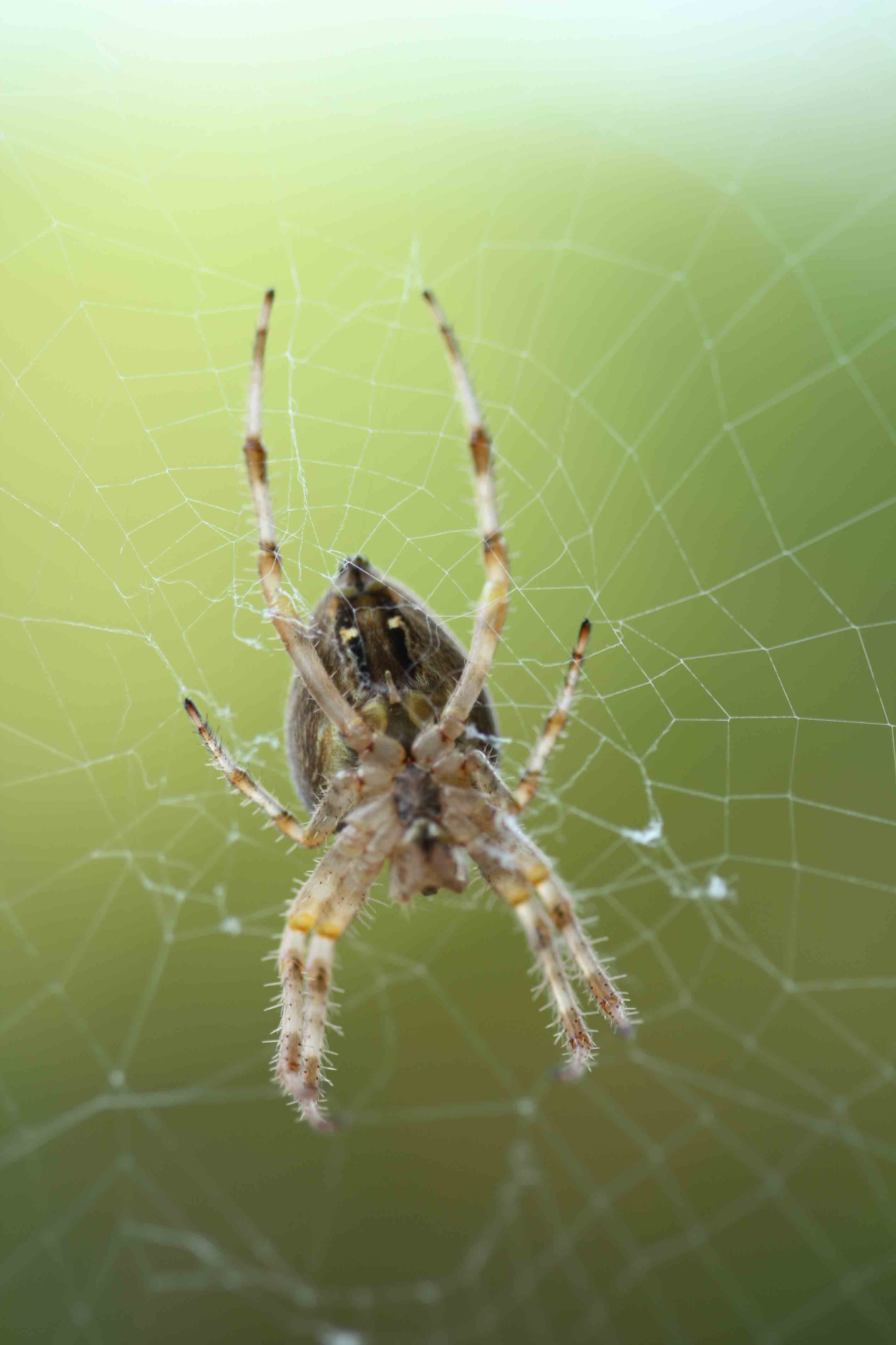 Araneus diadematus