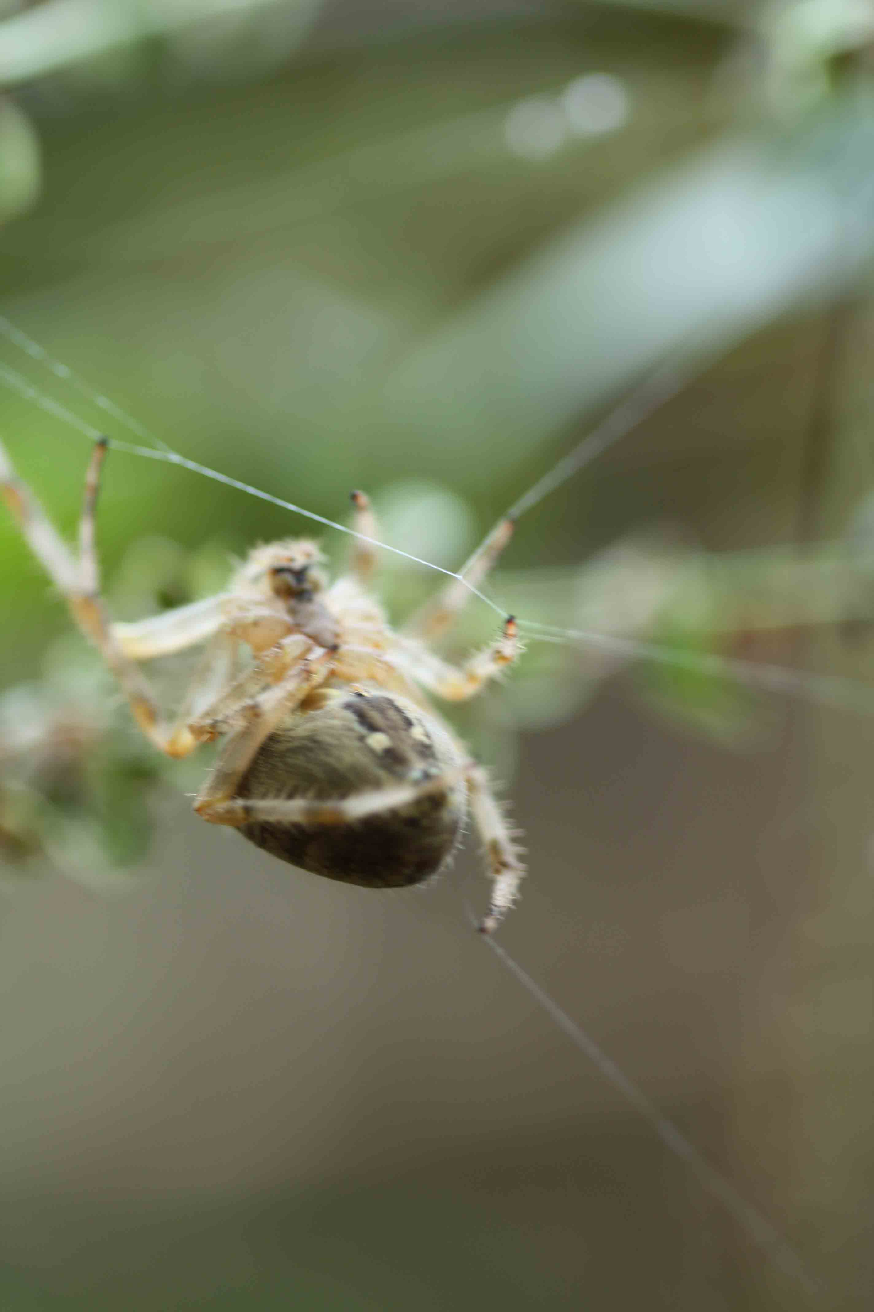 Araneus diadematus