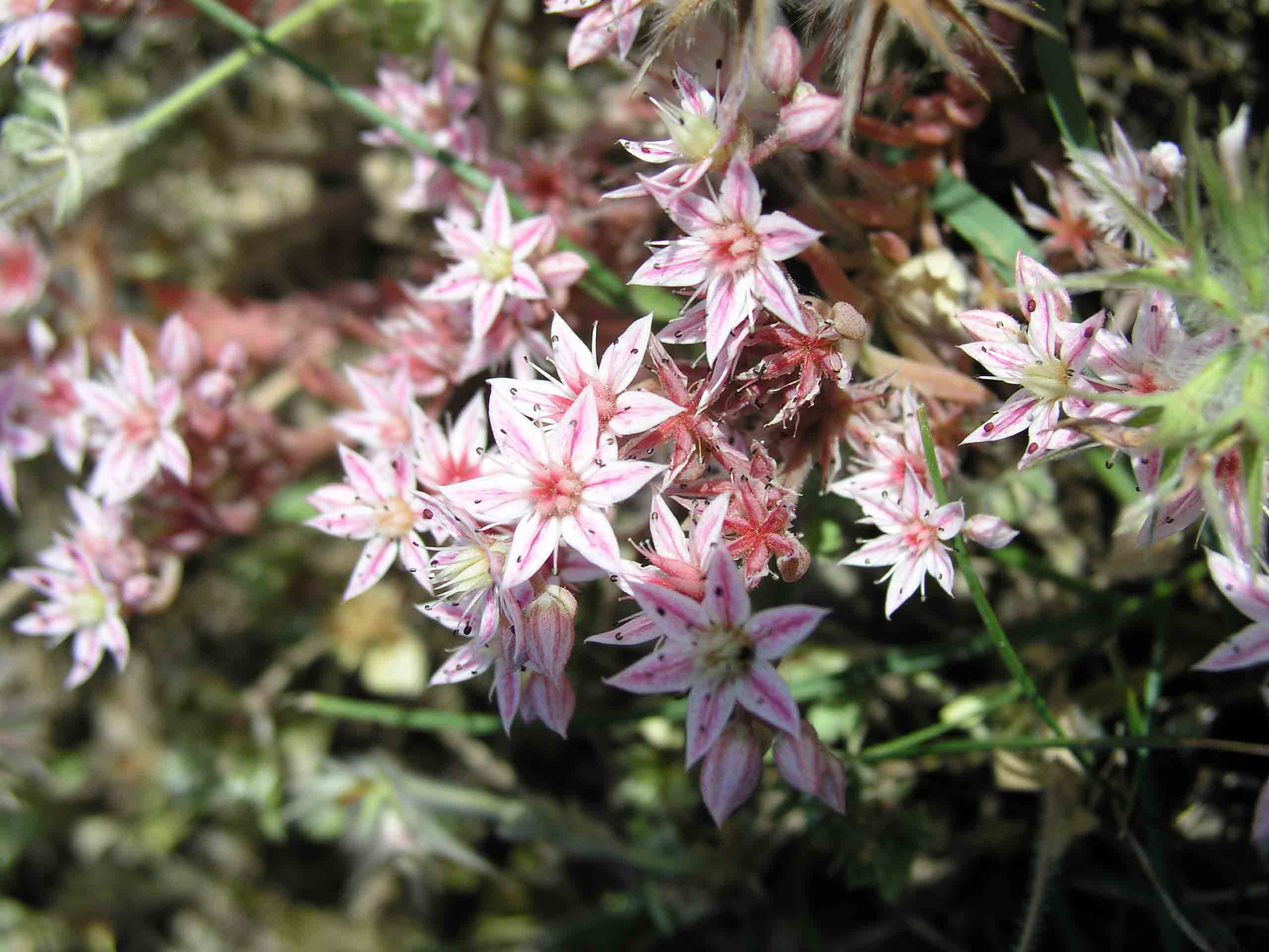 Sedum hispanicum / Borracina glauca