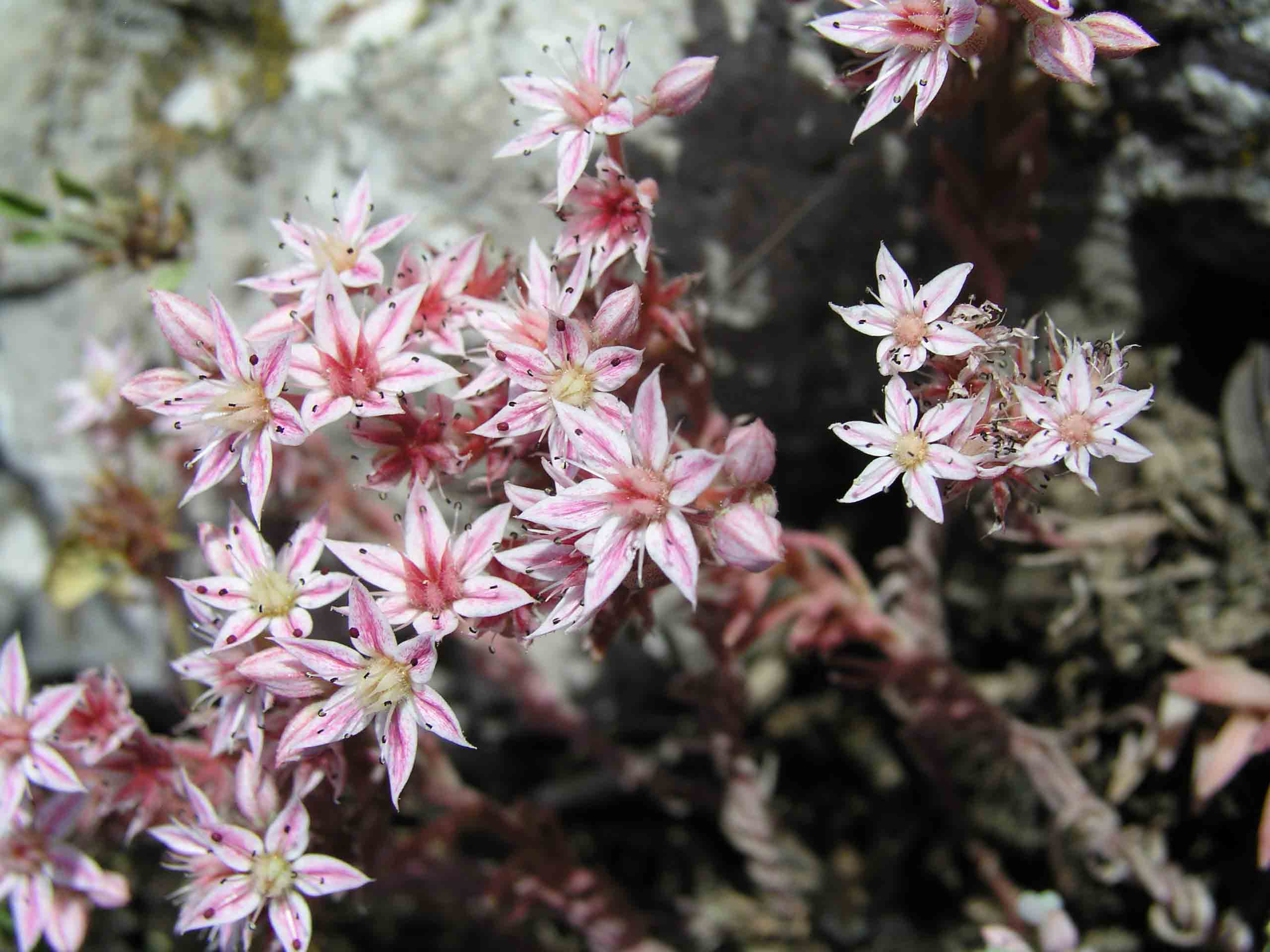 Sedum hispanicum / Borracina glauca