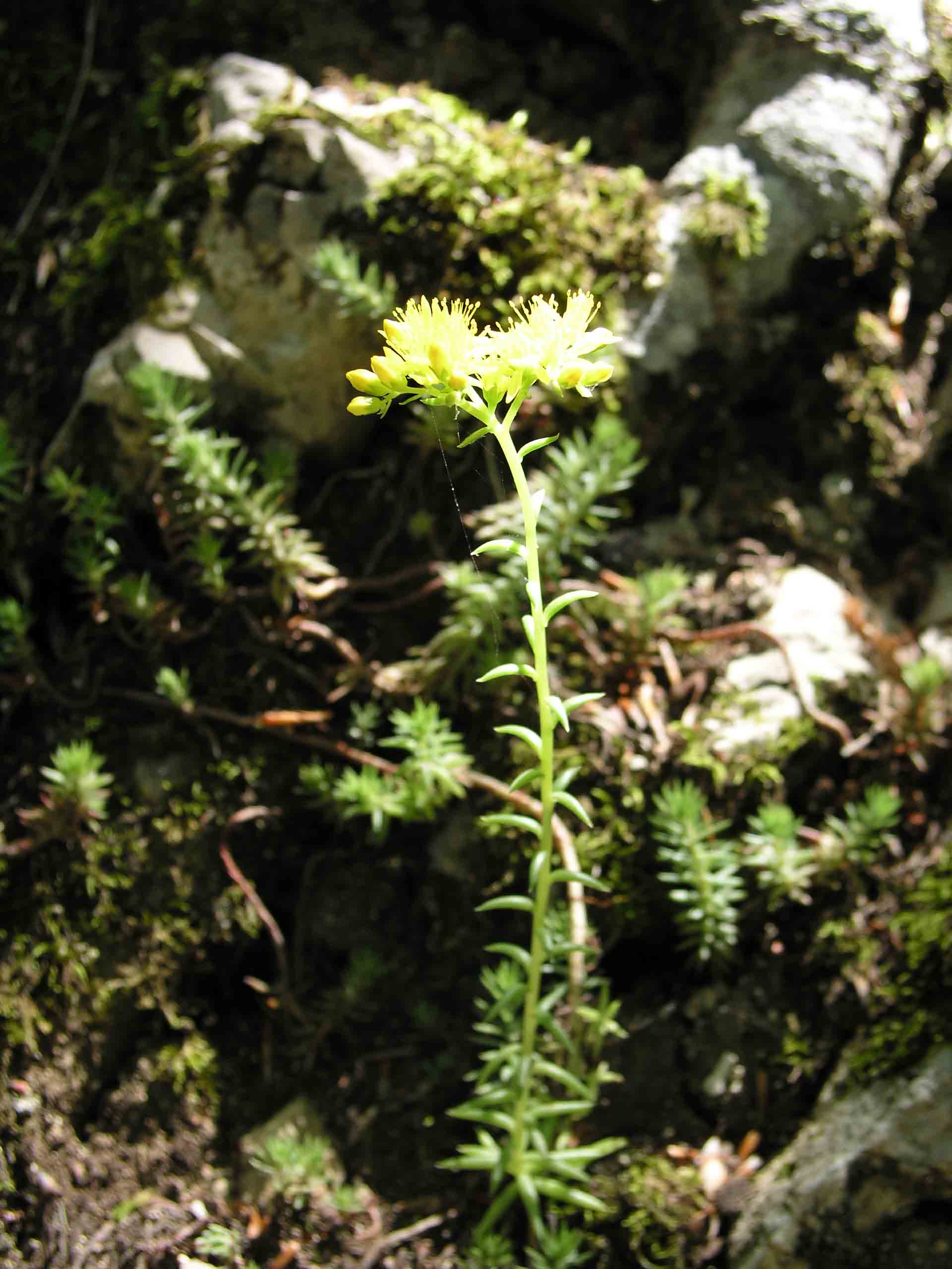 Crassulacea - Sedum rupestre