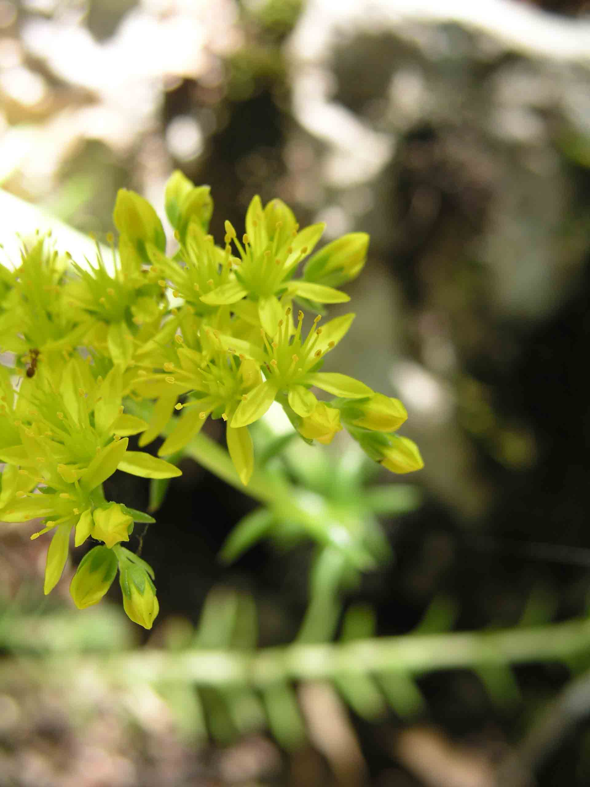 Crassulacea - Sedum rupestre