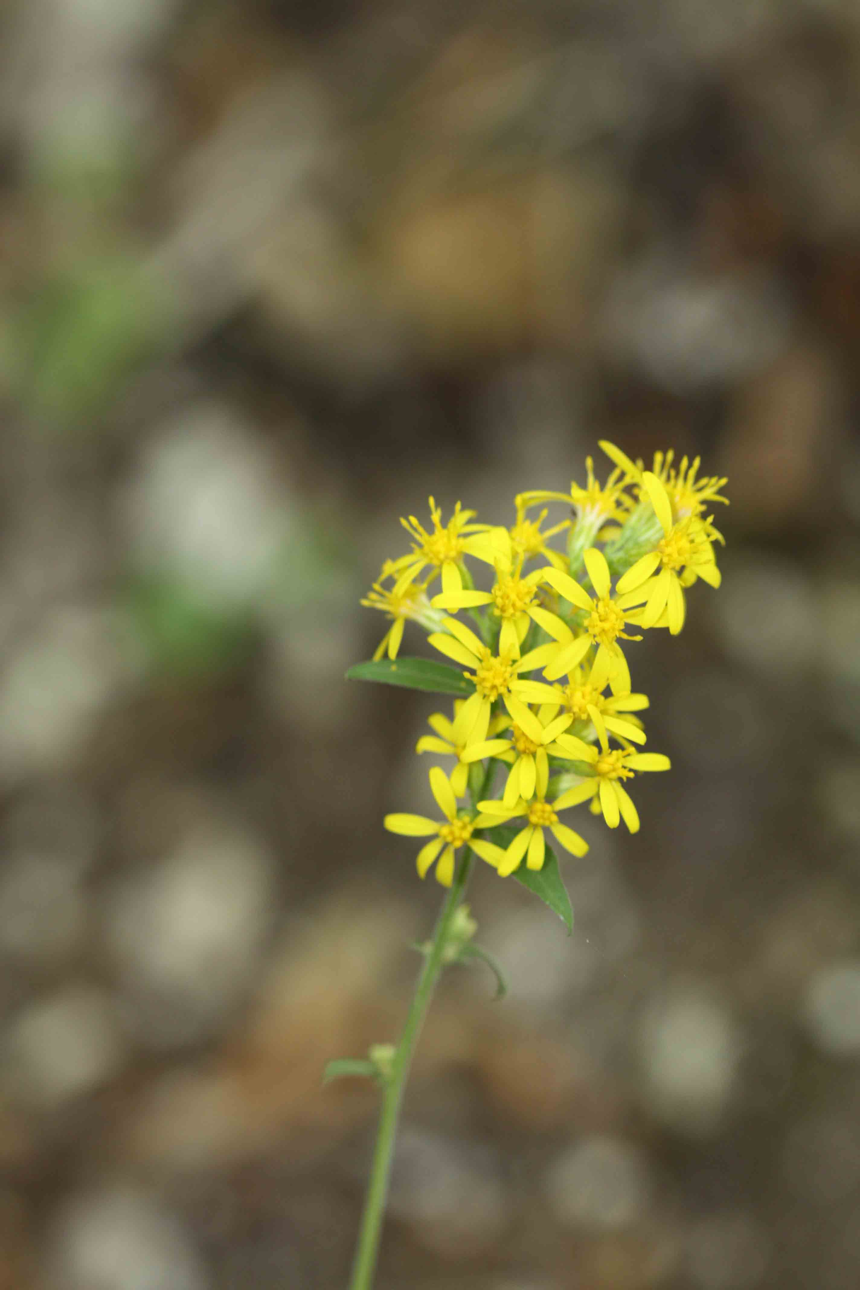 Solidago virgaurea / Verga d''oro comune