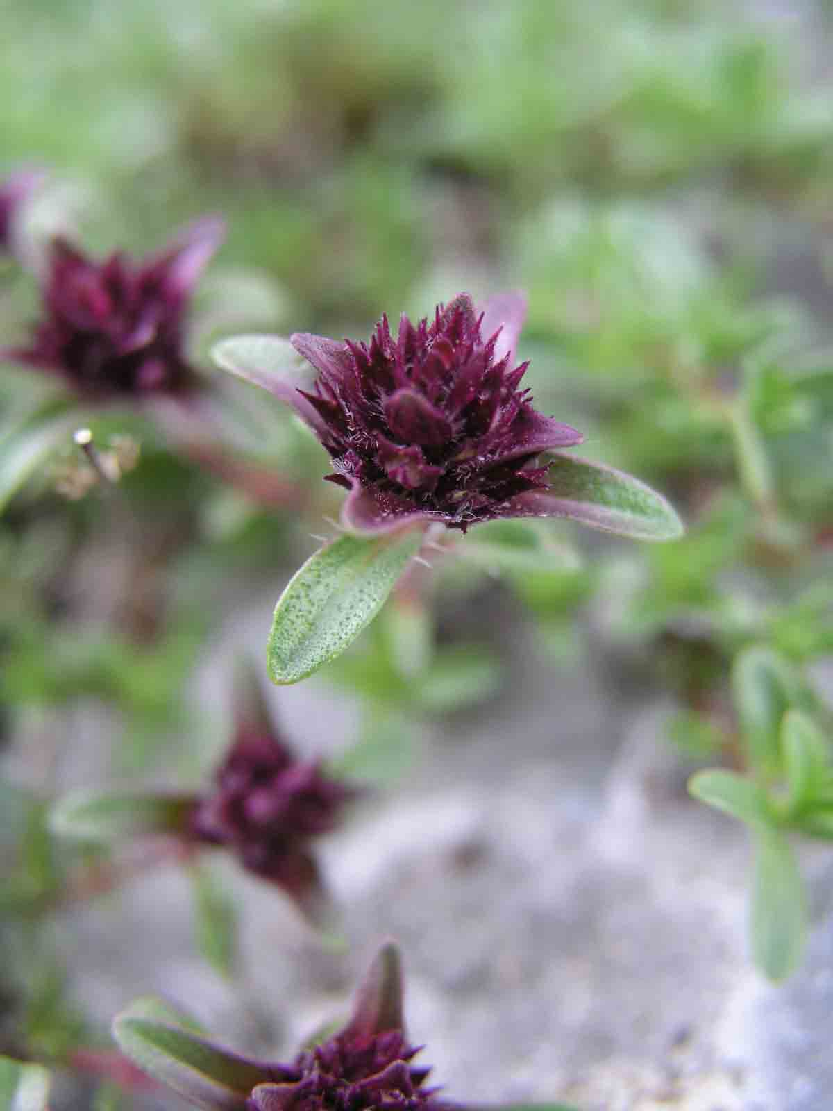 Timo? si, Thymus sp.