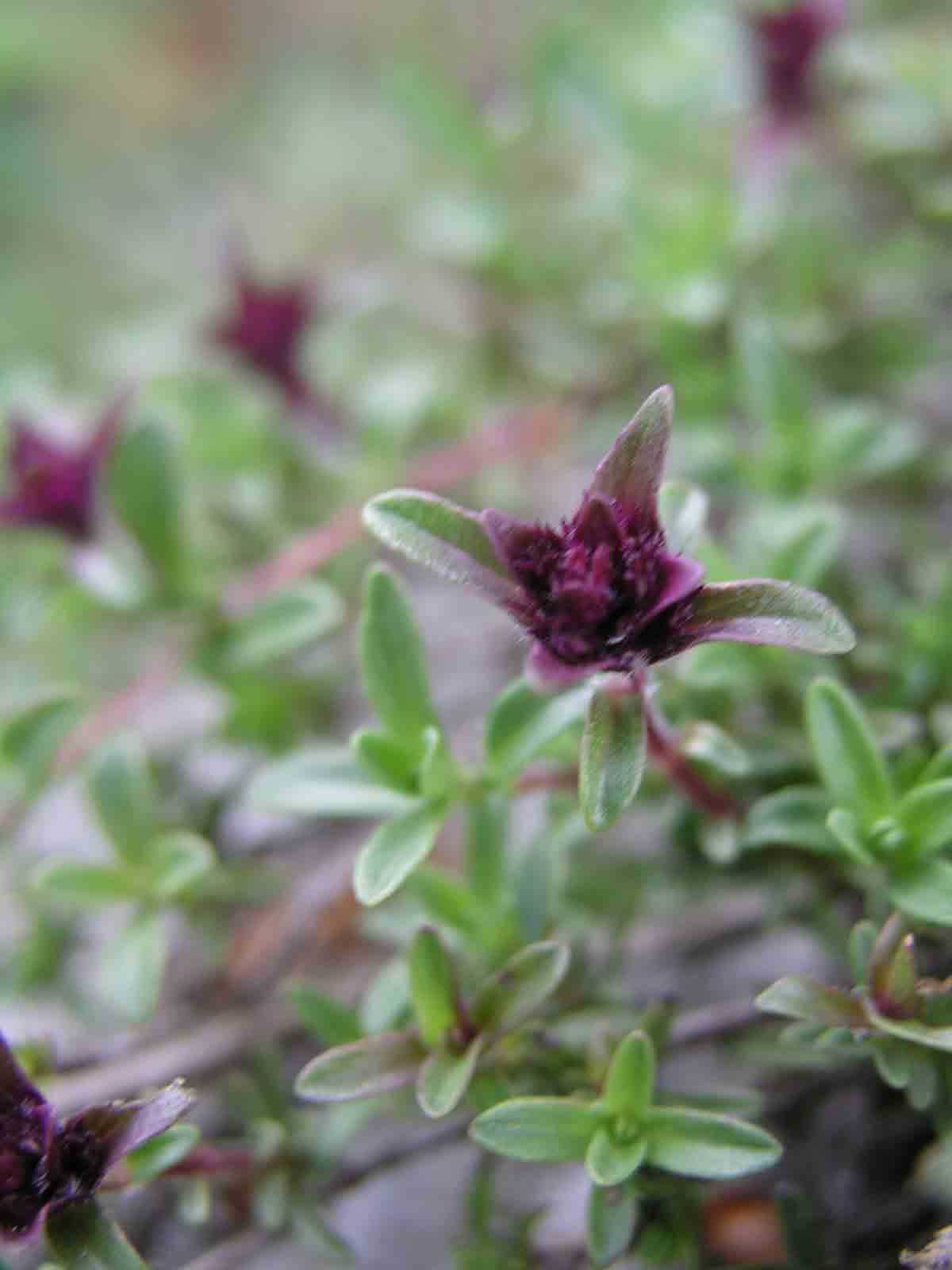 Timo? si, Thymus sp.