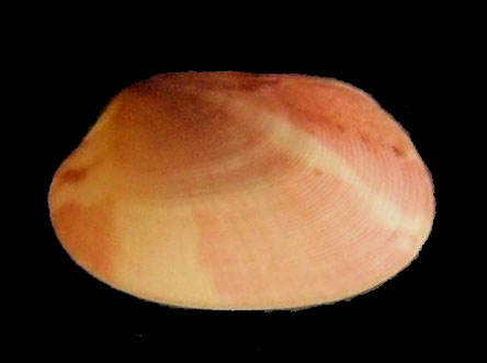 bivalve 2