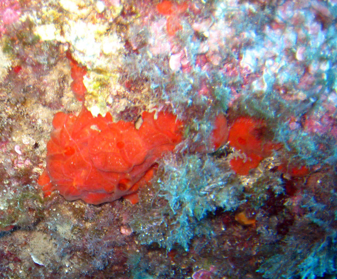 Spugne di Portofino: Crambe crambe (Schmidt, 1862)