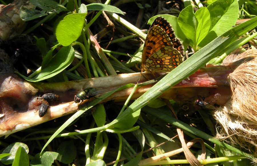 Melitaea athalia e Melitaea didyma