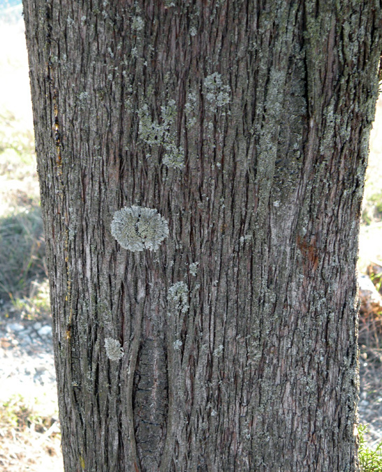Microscopia dei licheni?