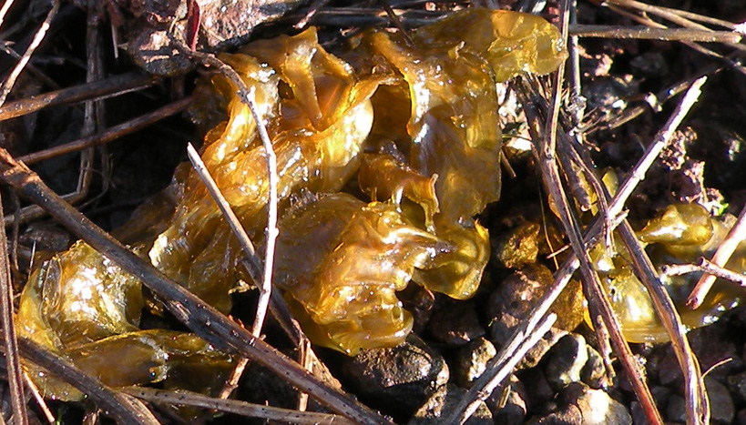 Nostoc commune