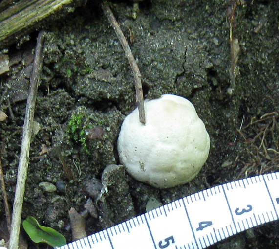 Primordio di  Clathrus ruber