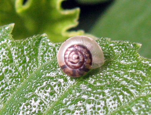 Troppo piccola?  Hygromia cinctella